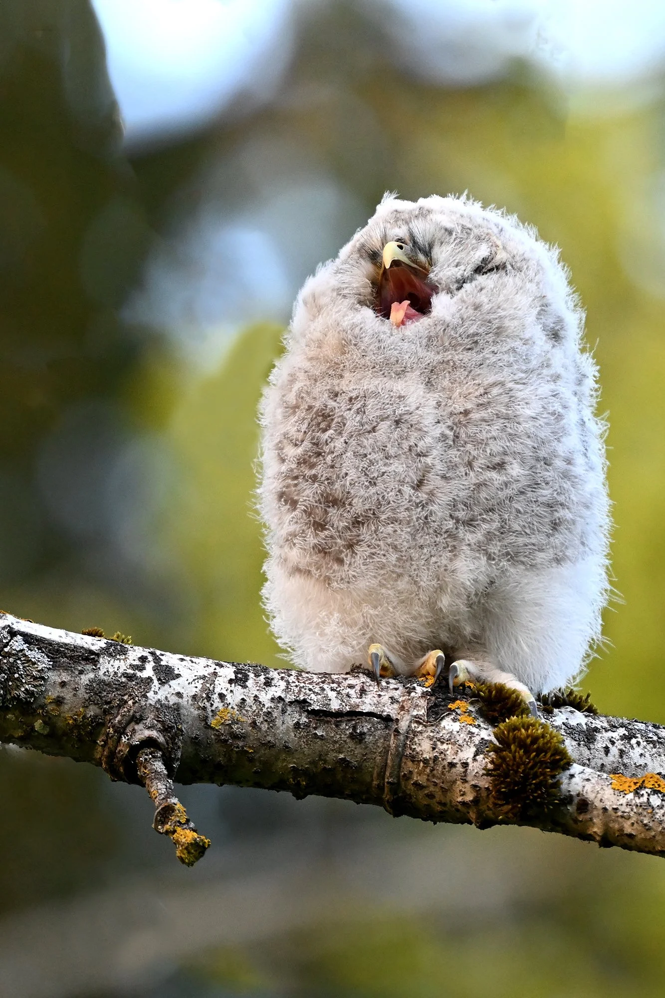 "Haigutab," Händkaku poeg. (Strix uralensis) Harjumaa 2025