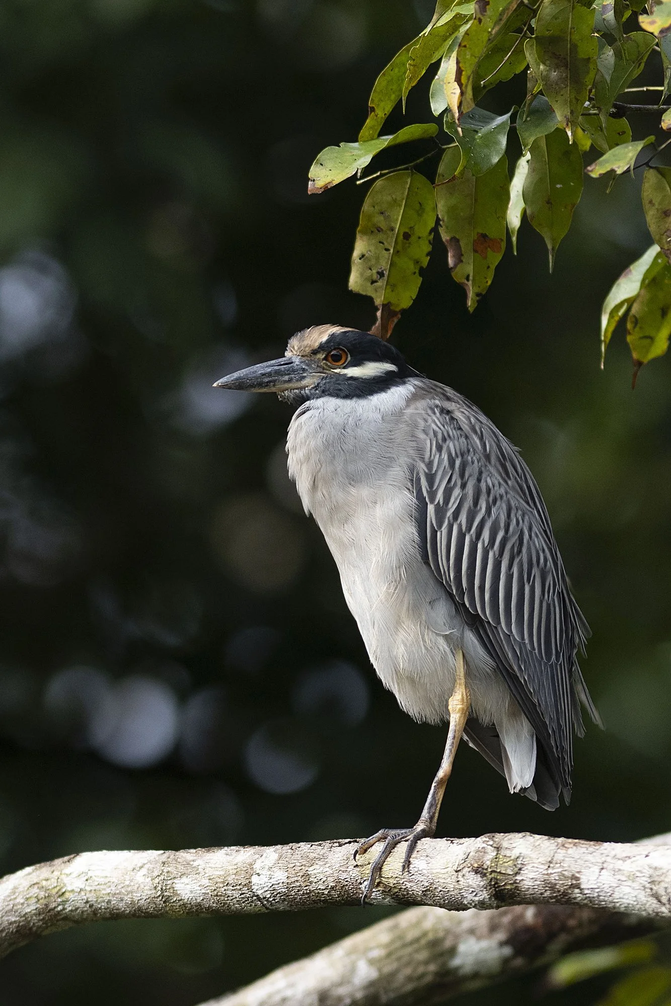 " Heron" Costa Rica 2021