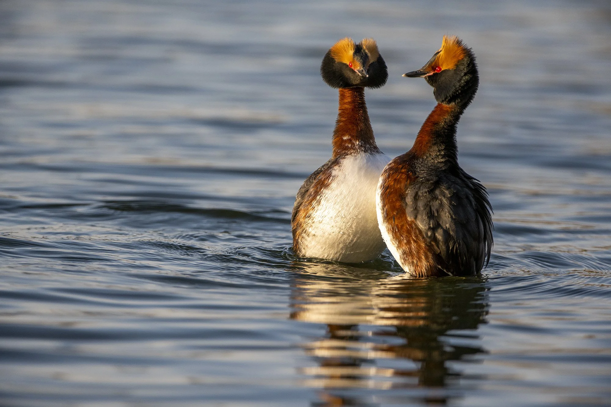 "Meist saab paar" Sarvikpütid mängimas kevadist pulmamängu. Podiceps auritus. Harjumaa, Eesti 2012