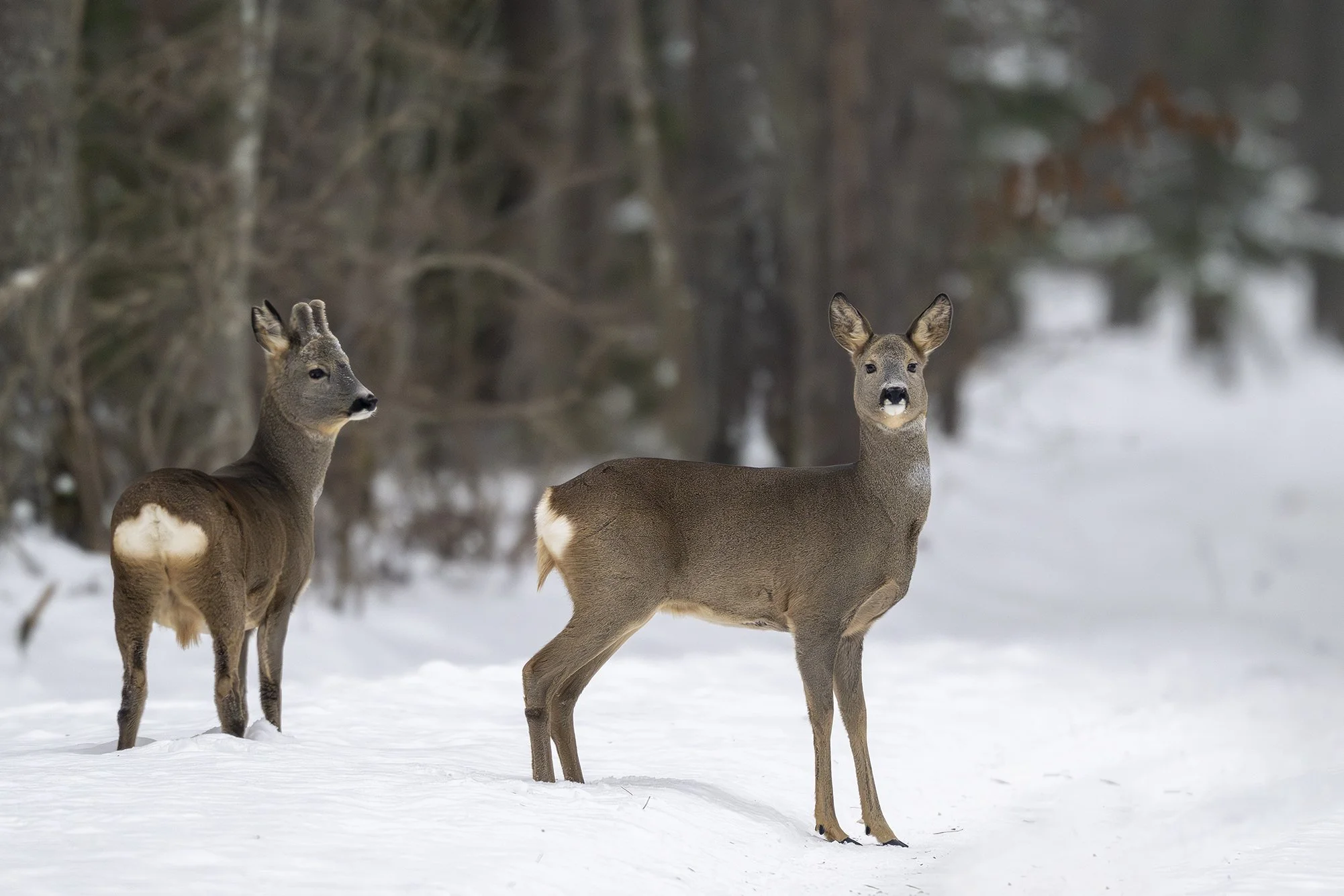 Talvine kitsepaar (Capreolus capreolus) Haapse 2026