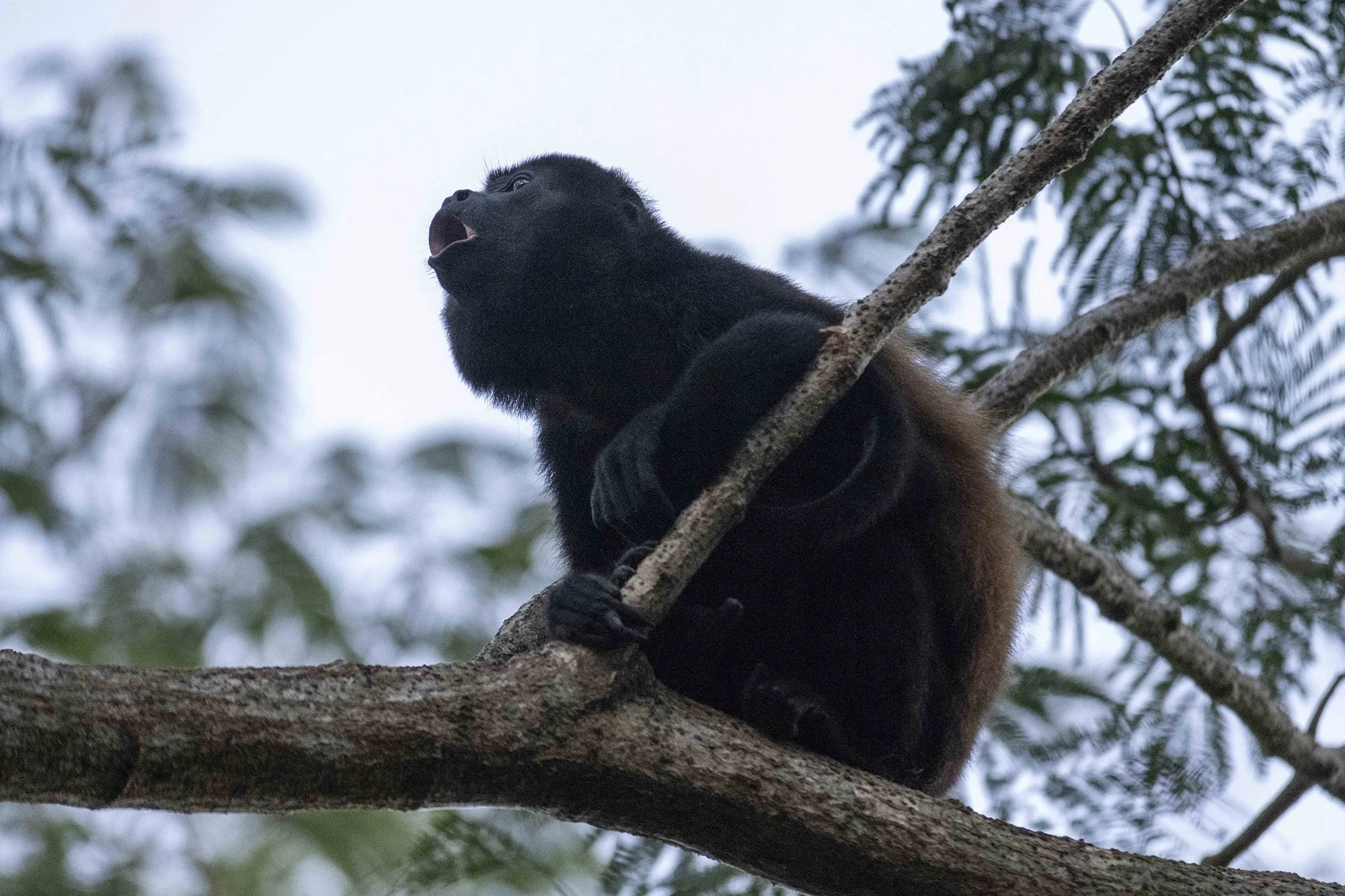 "Möiraahv" Alouatta. Costa Rica 2021