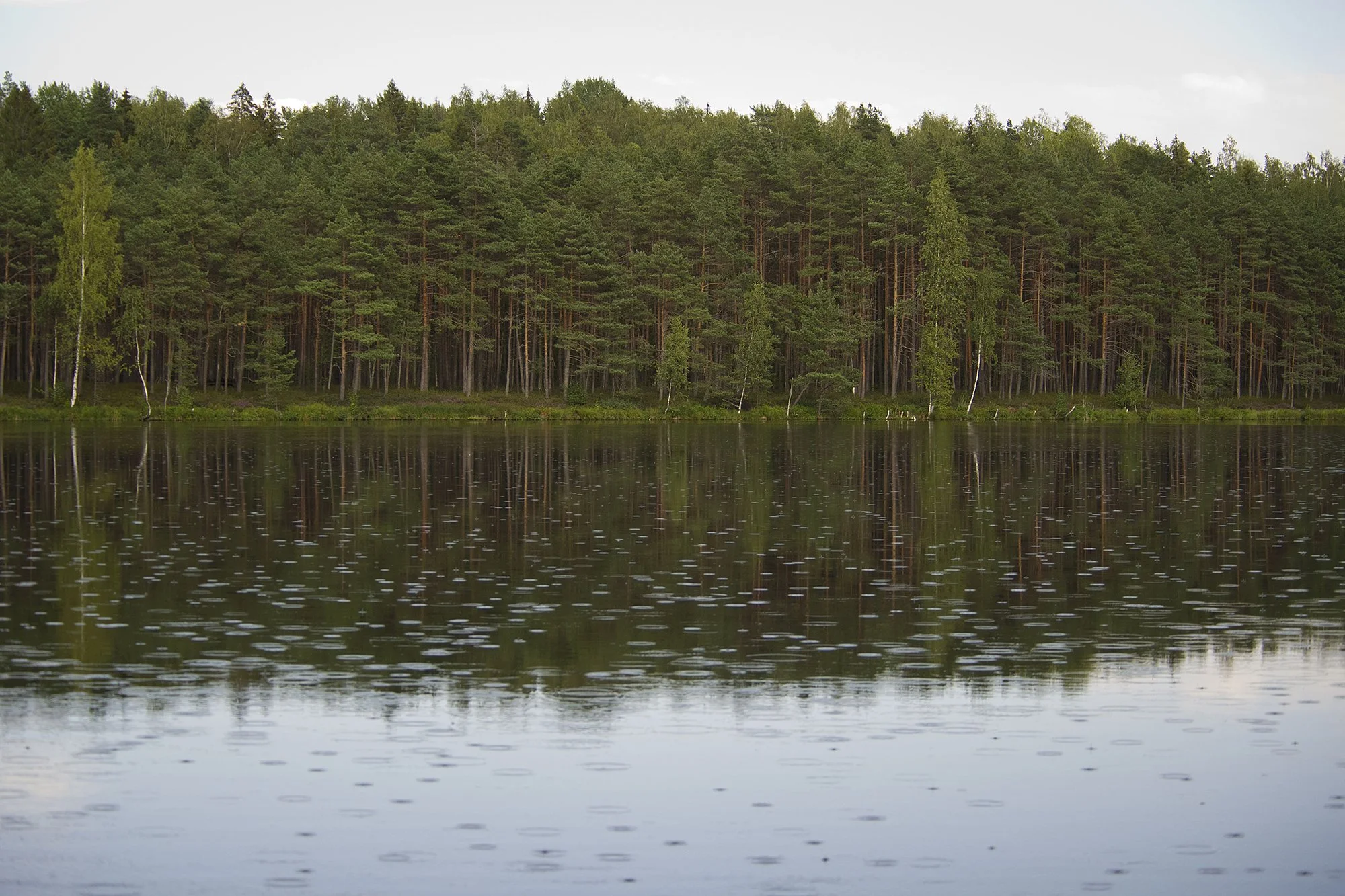 "Tibutab" Mustjärv, Eesti. 2019