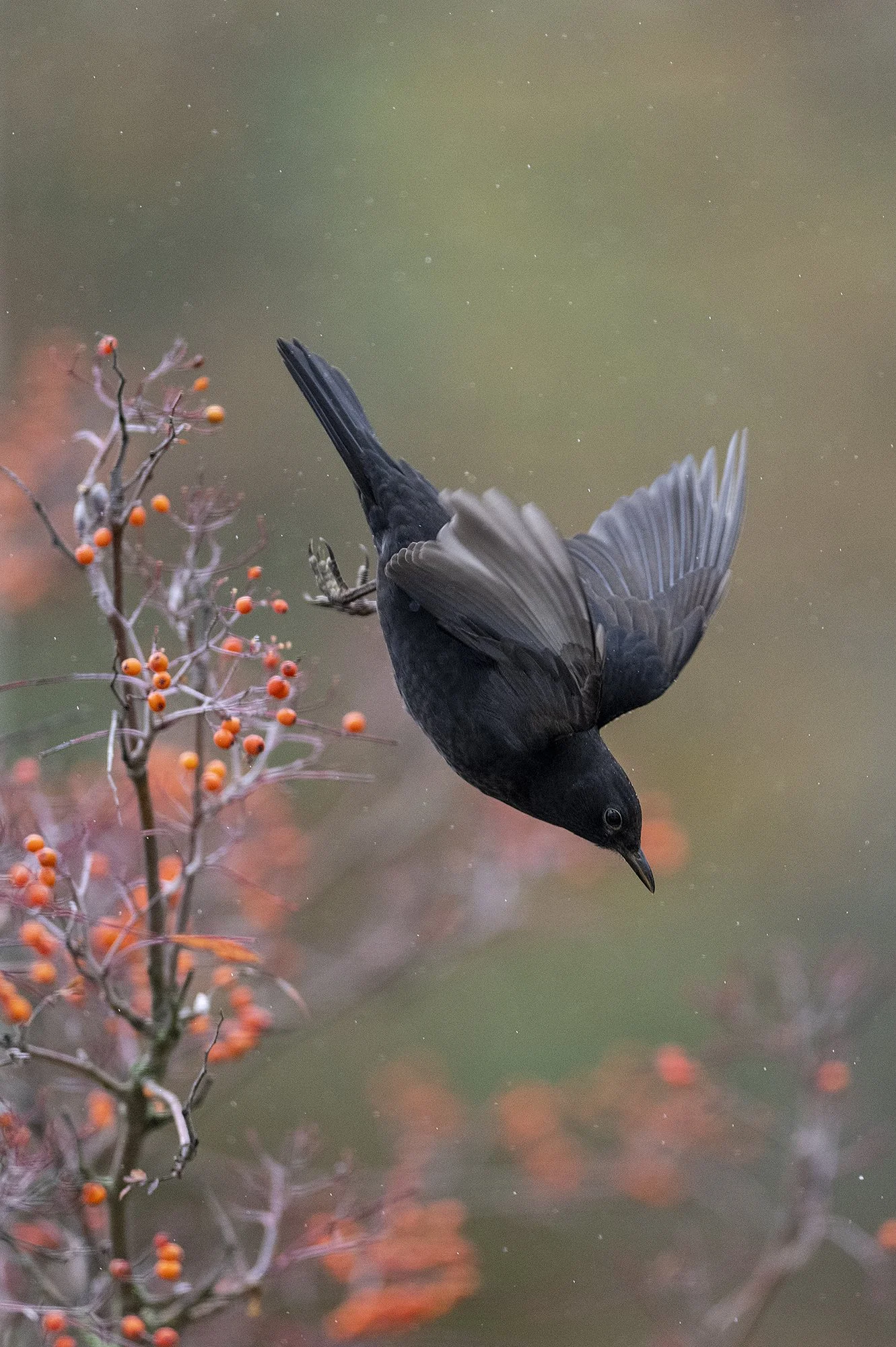 "Sööst" Musträstas lahkub söögilauast. Turdus merula. Pirita, Eesti 2022