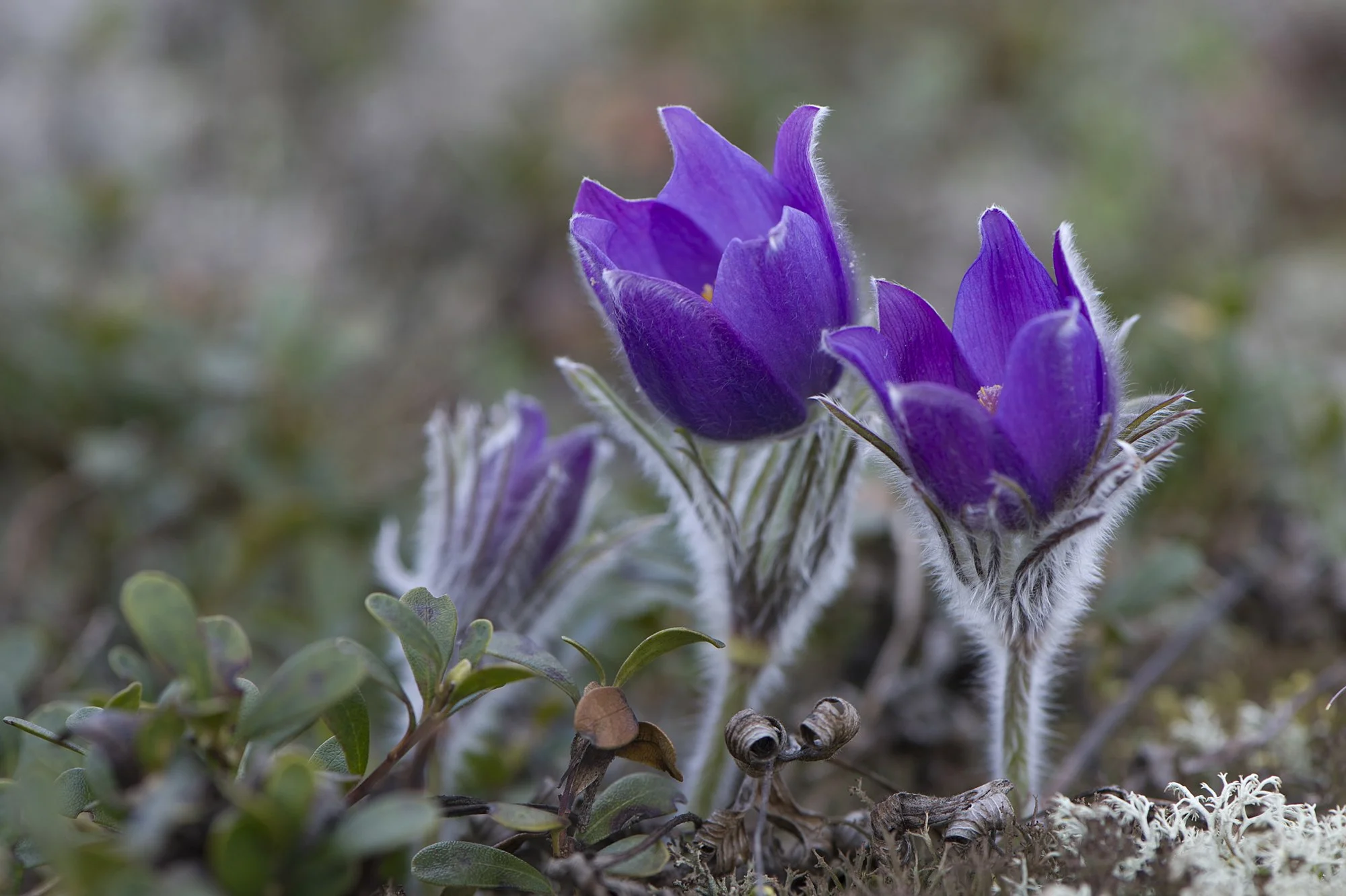 "Kellukad" Palu- karukell. Pulsatilla patens. Kõrvemaa, Eesti. 2015