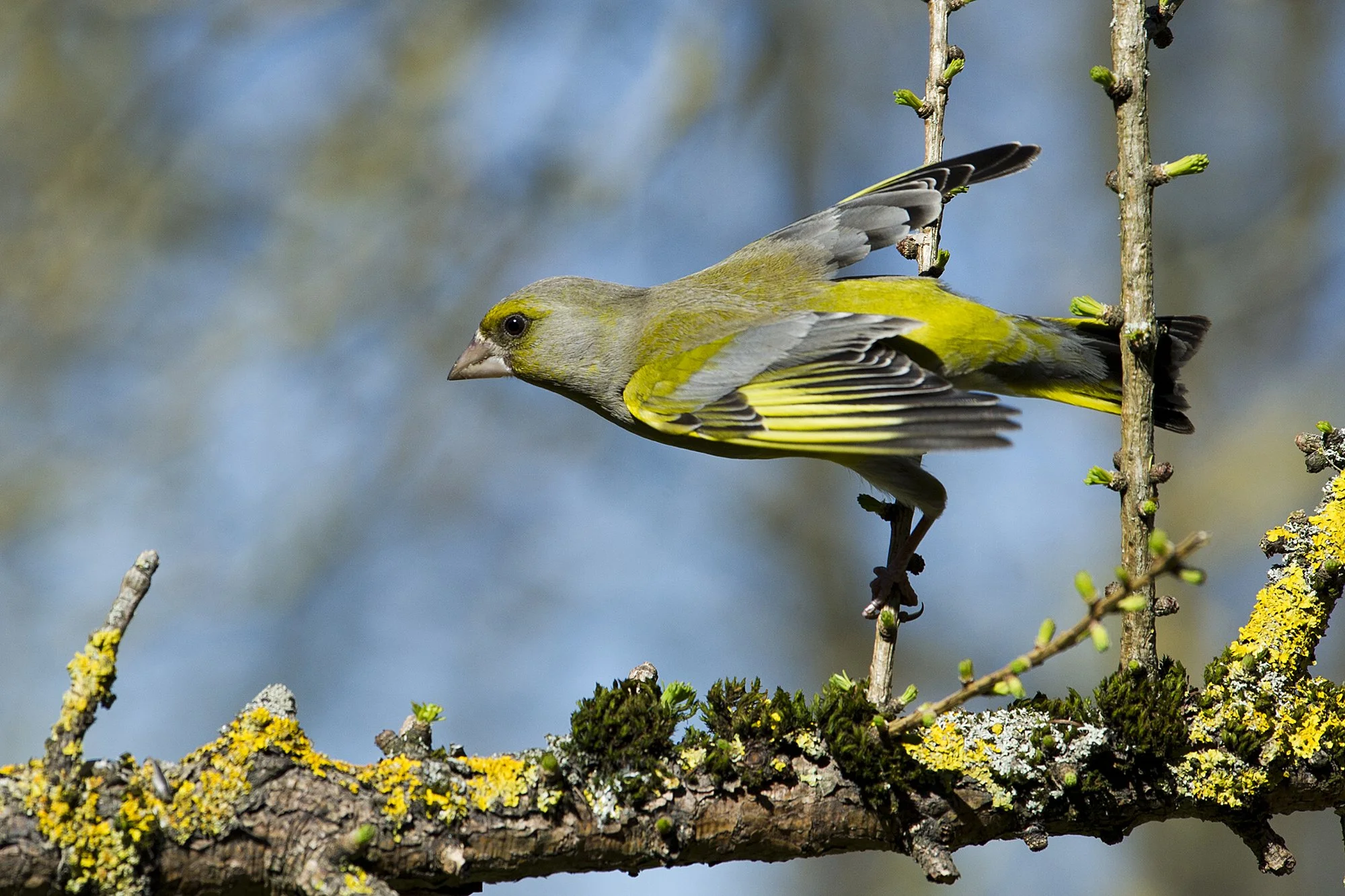 "Reaktiiv" Rohevint. Carduelis chloris. Harjumaa, Eesti. 2020