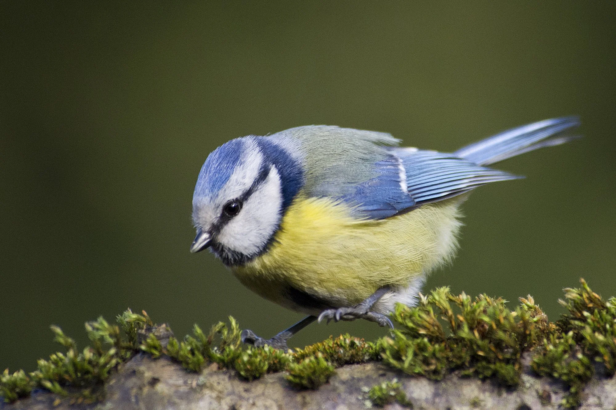"Ühel jalal" Sinitihane. Parus caeruleus. Harjumaa, Eesti. 2020