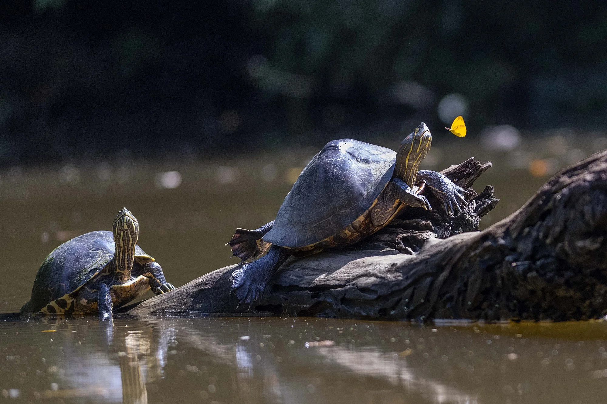 "Jõekilpkonnad liblikaga"  Dermochelys coriacea. Costa Rica. 2021