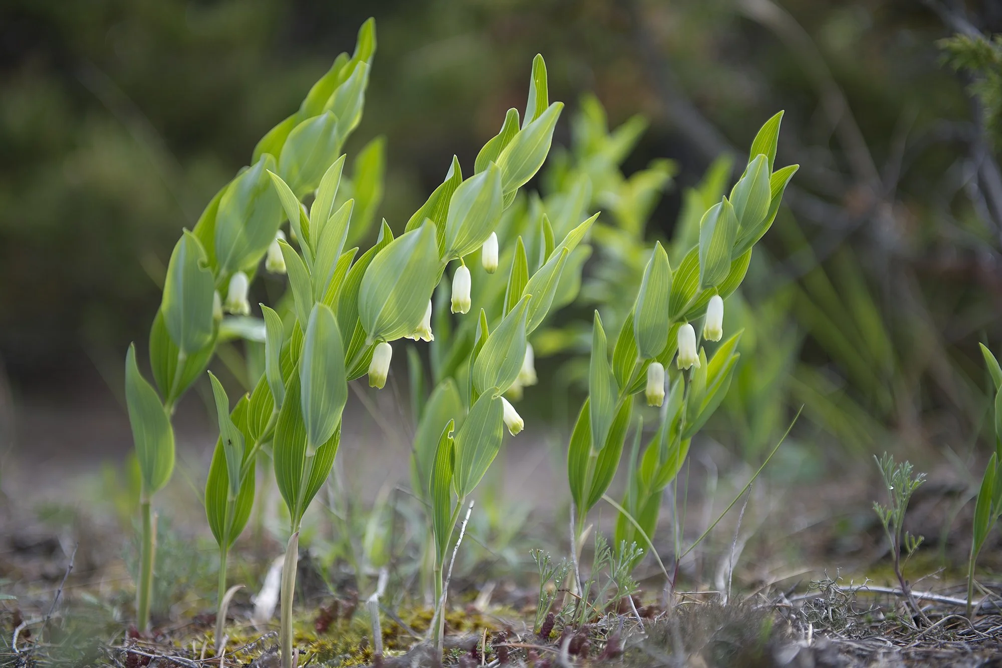 Kuutõverohi. Polygonatum odoratum. Kihnu, Eesti. 2020