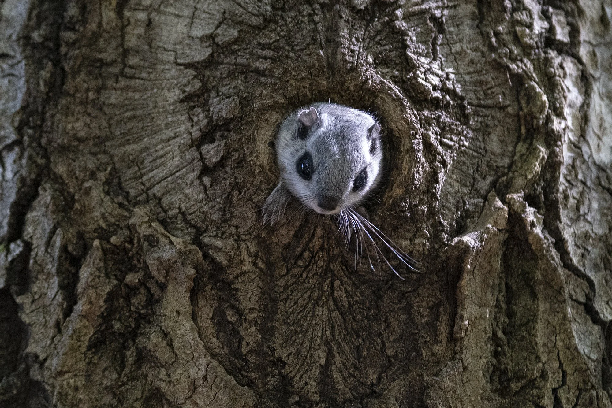 "Must ja valge vunts" Lendorav (Pteromys volans) Alutaguse 2023