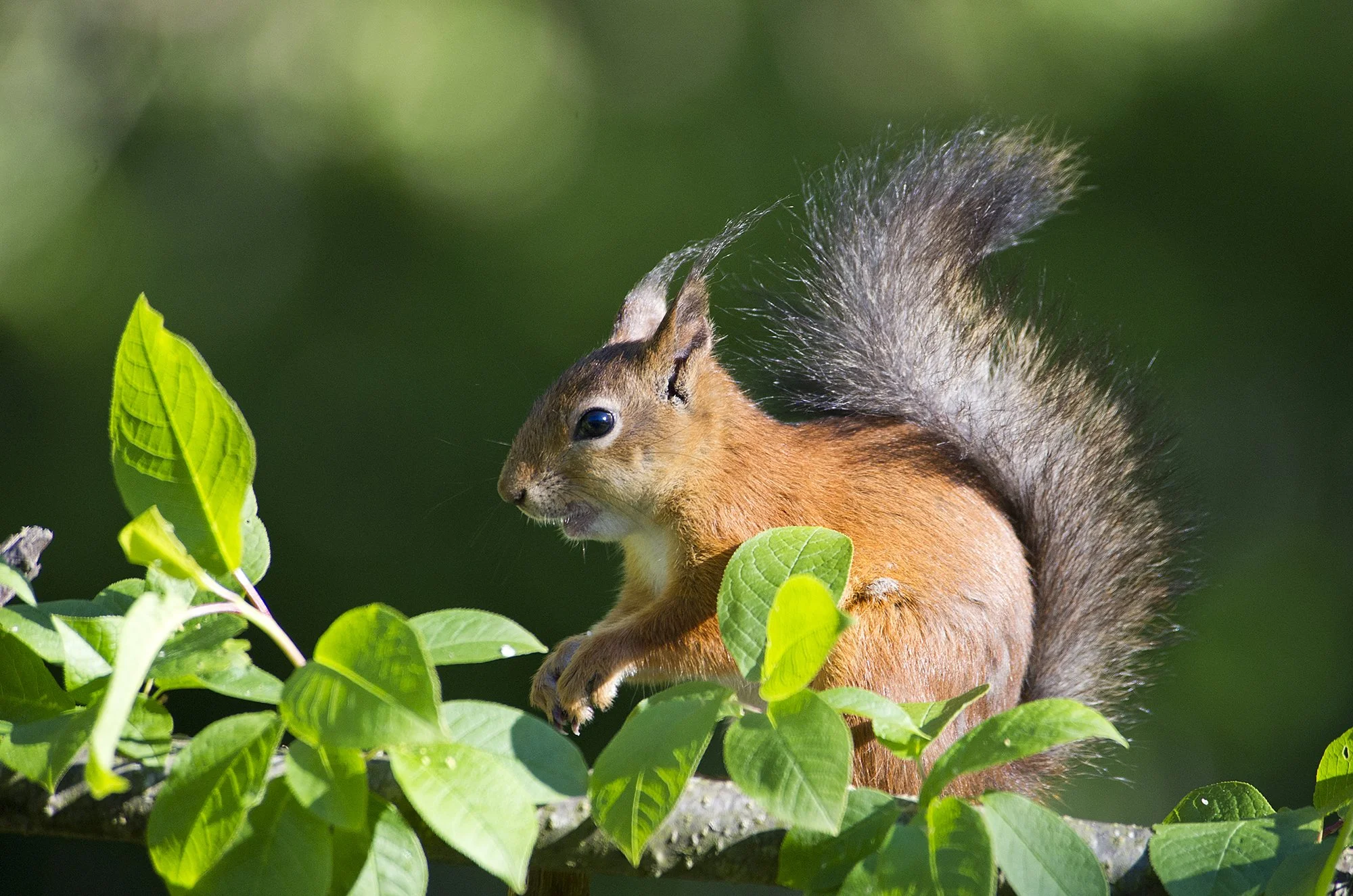 "Lehestikus." Orav. Sciurus vulgaris). Kadriorg. 2016