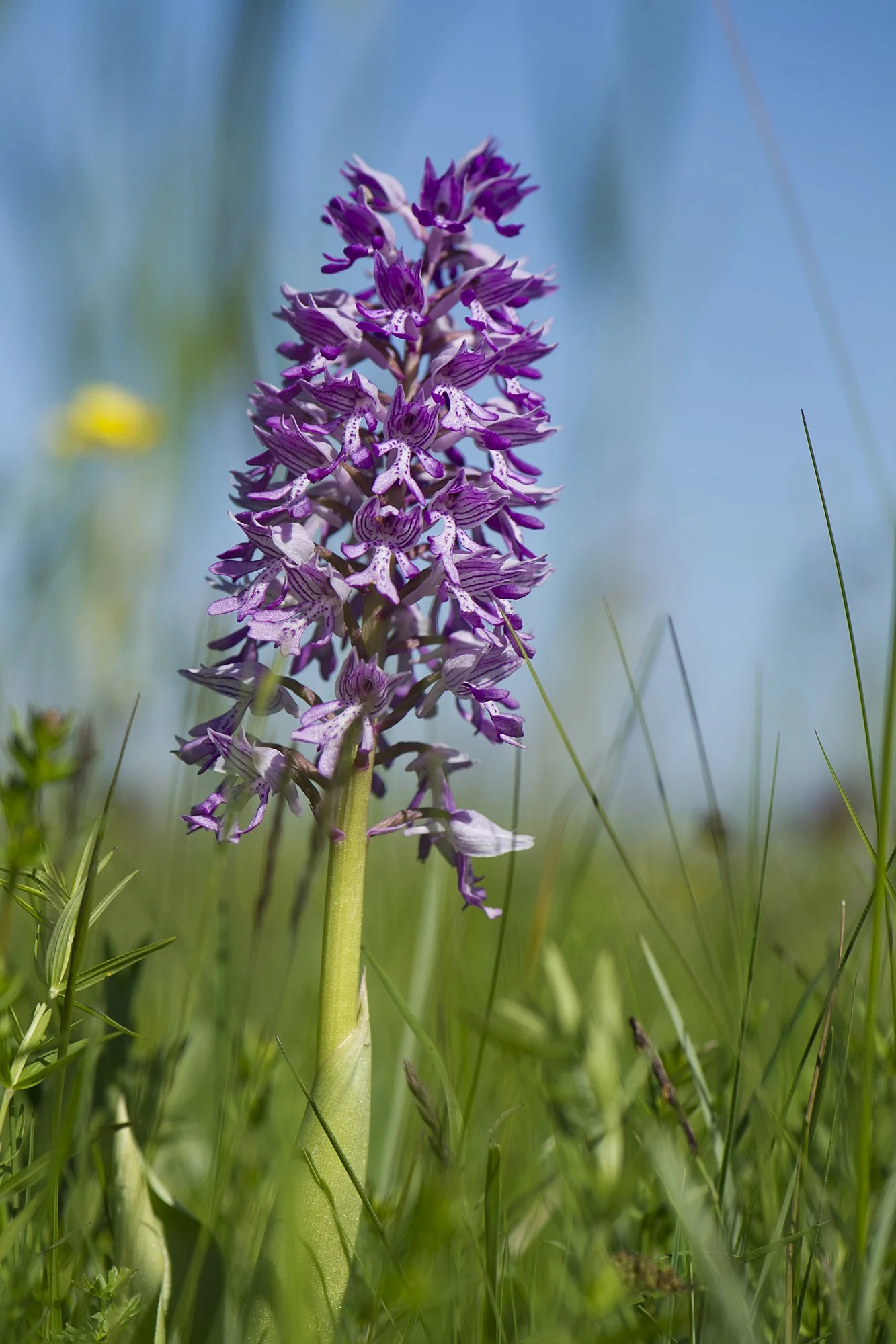 "Kihnu käpp" Hallkäpp. Orchis militaris. Kihnu, Eesti. 2020