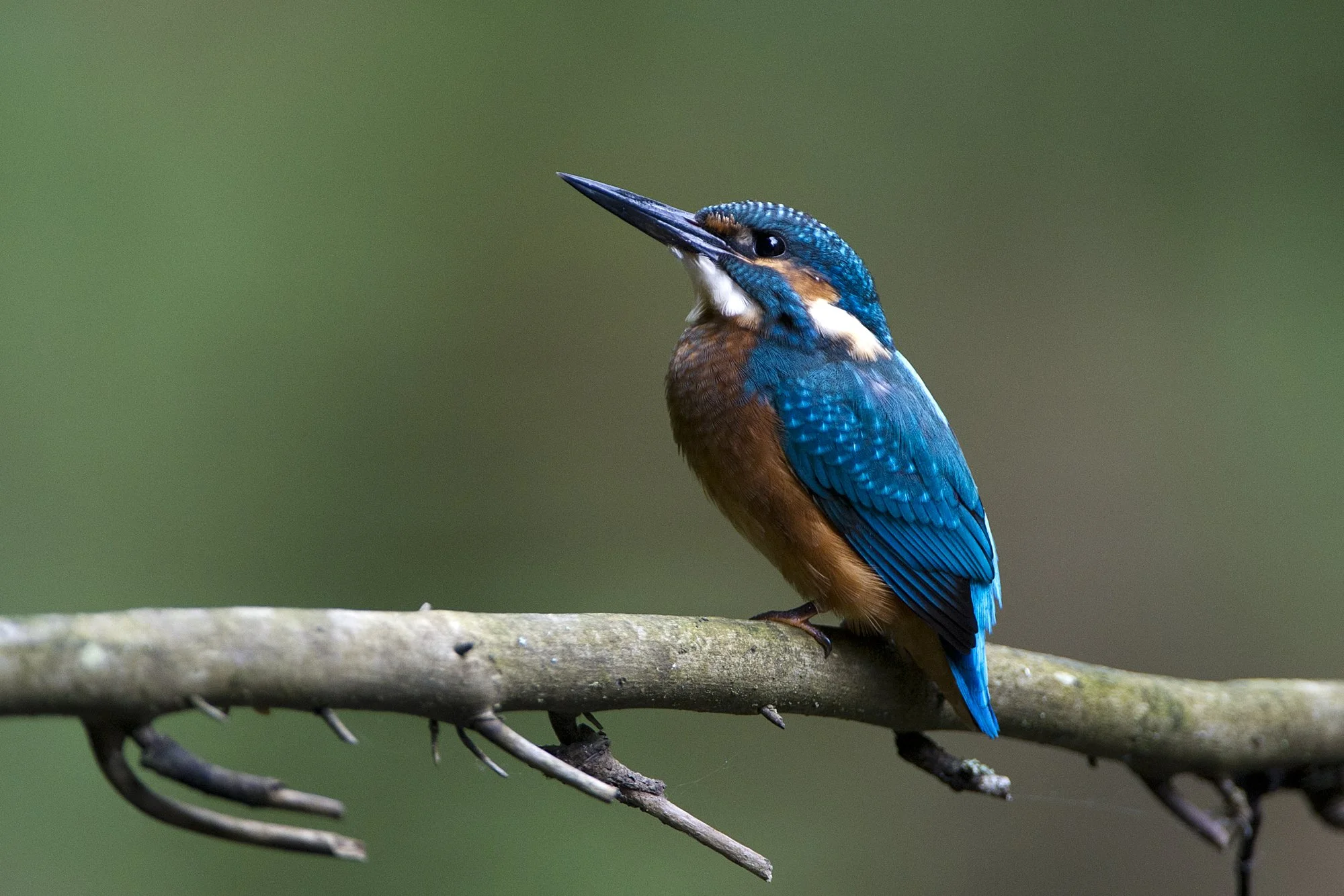Jäälind. Alcedo atthis. Ahja jõel, Eesti, 2021.