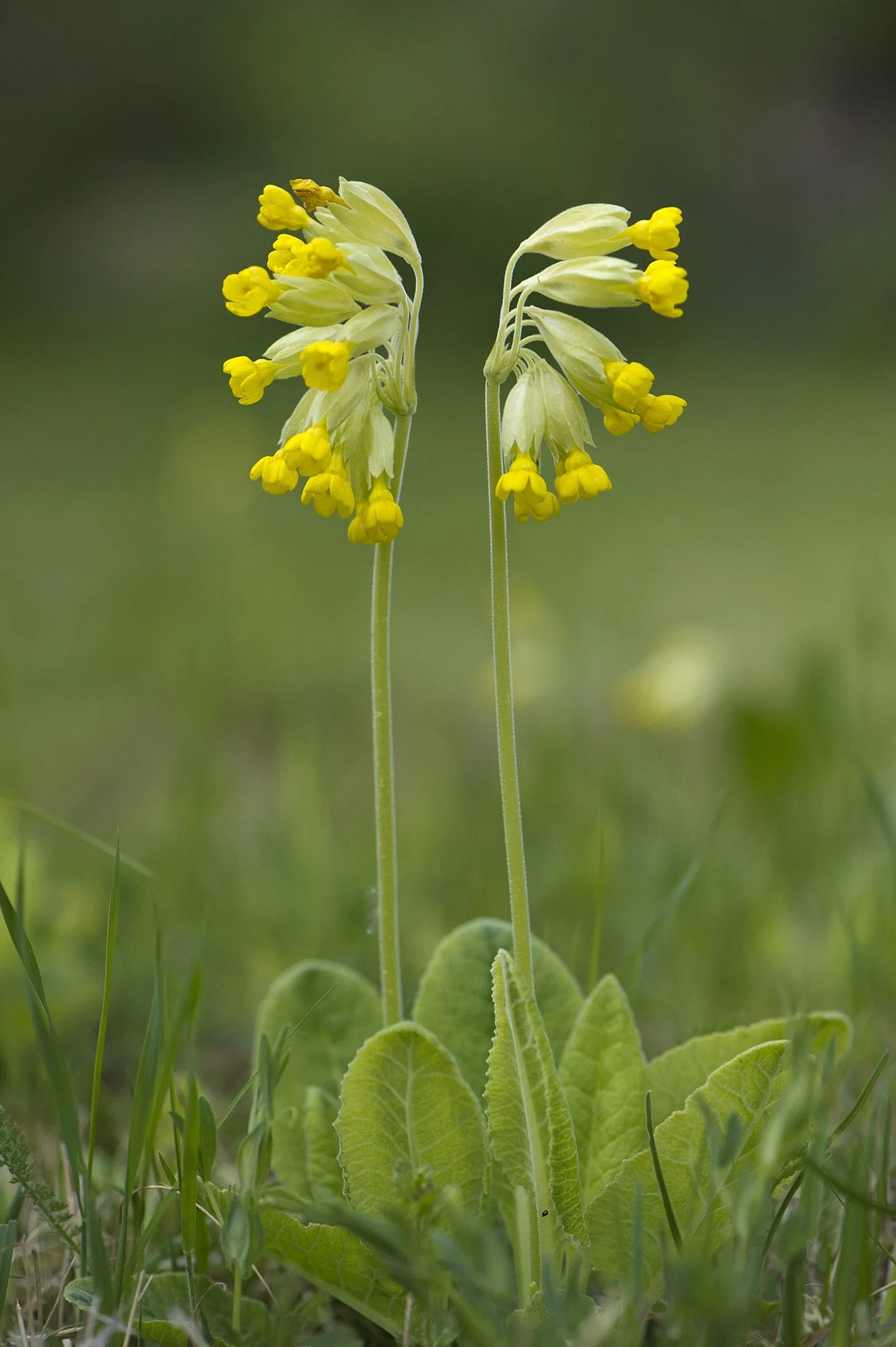 "Seljad koos". Nurmenukk. Primula veris. Harjumaa. Eesti 2017