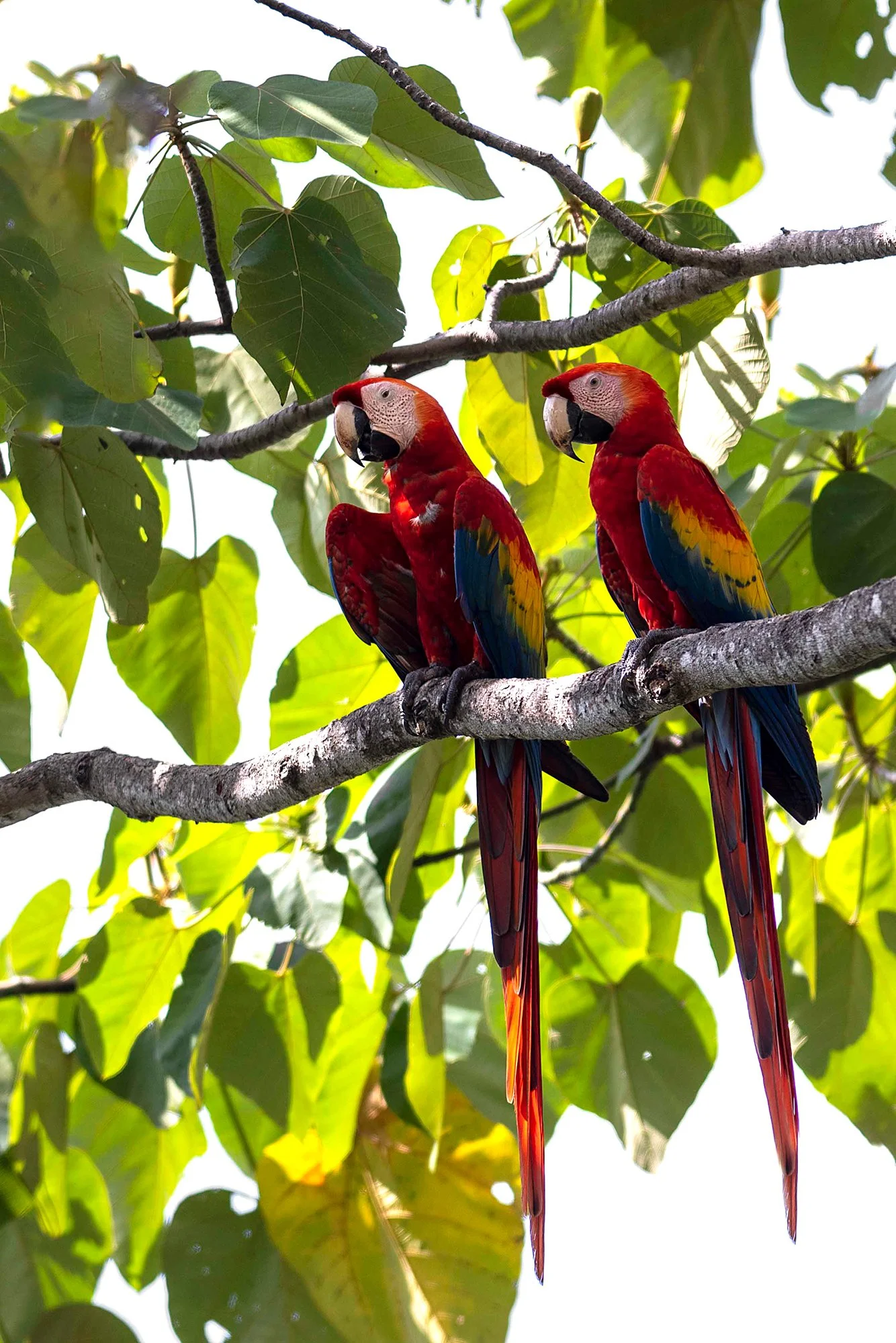 "Aarad".  Puna-aarad. Scarlet macaw.  Costa Rica 2021