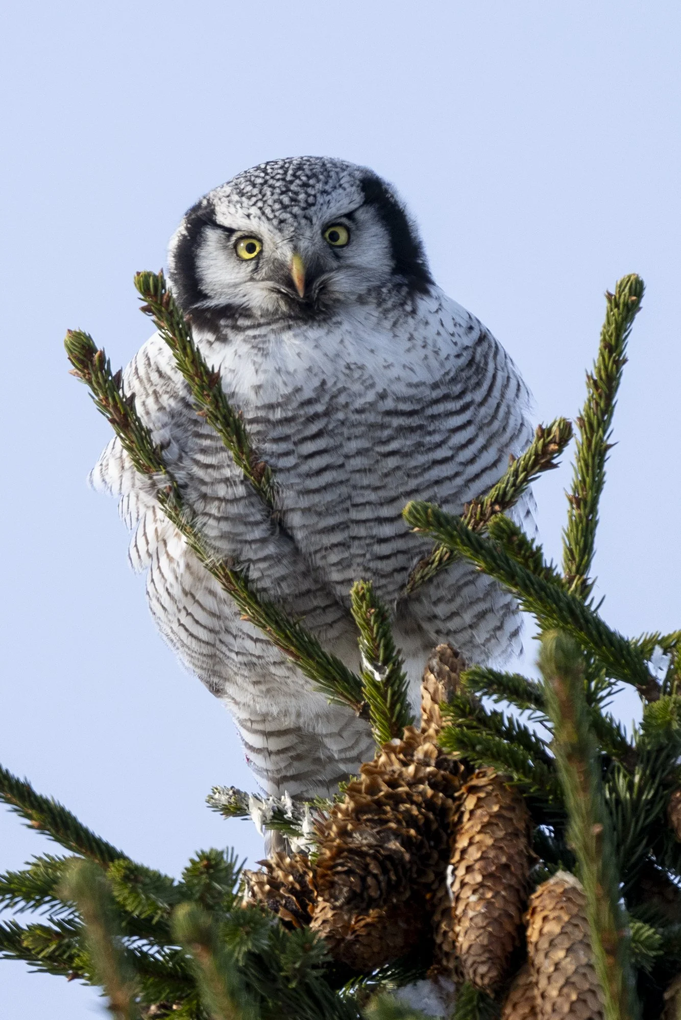 Vöötkakk. (Surnia ulula) Järvamaa 2026