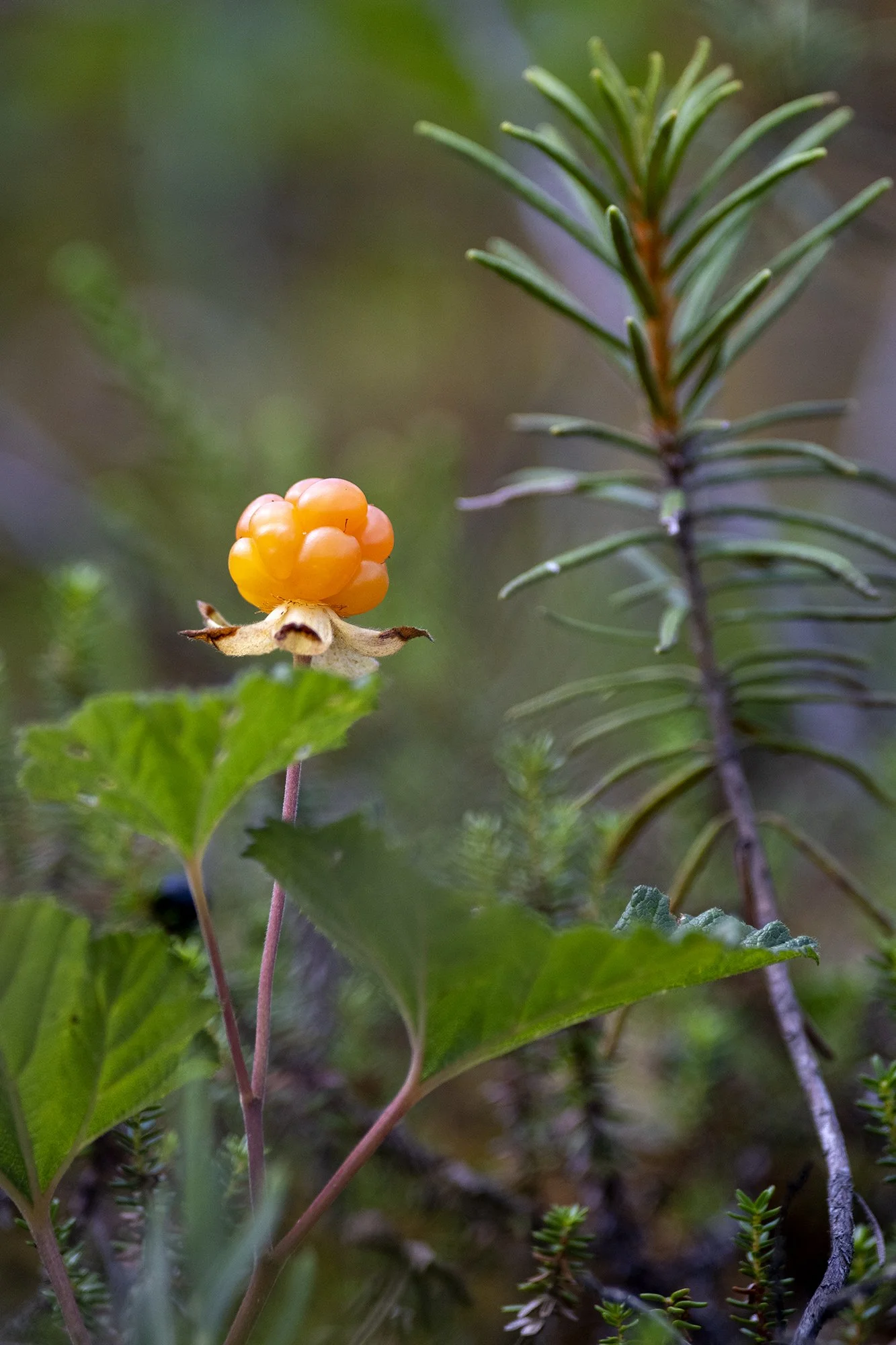 Murakas. (Rubus chamaemorus) Muraka raba, Alutagusel 2024