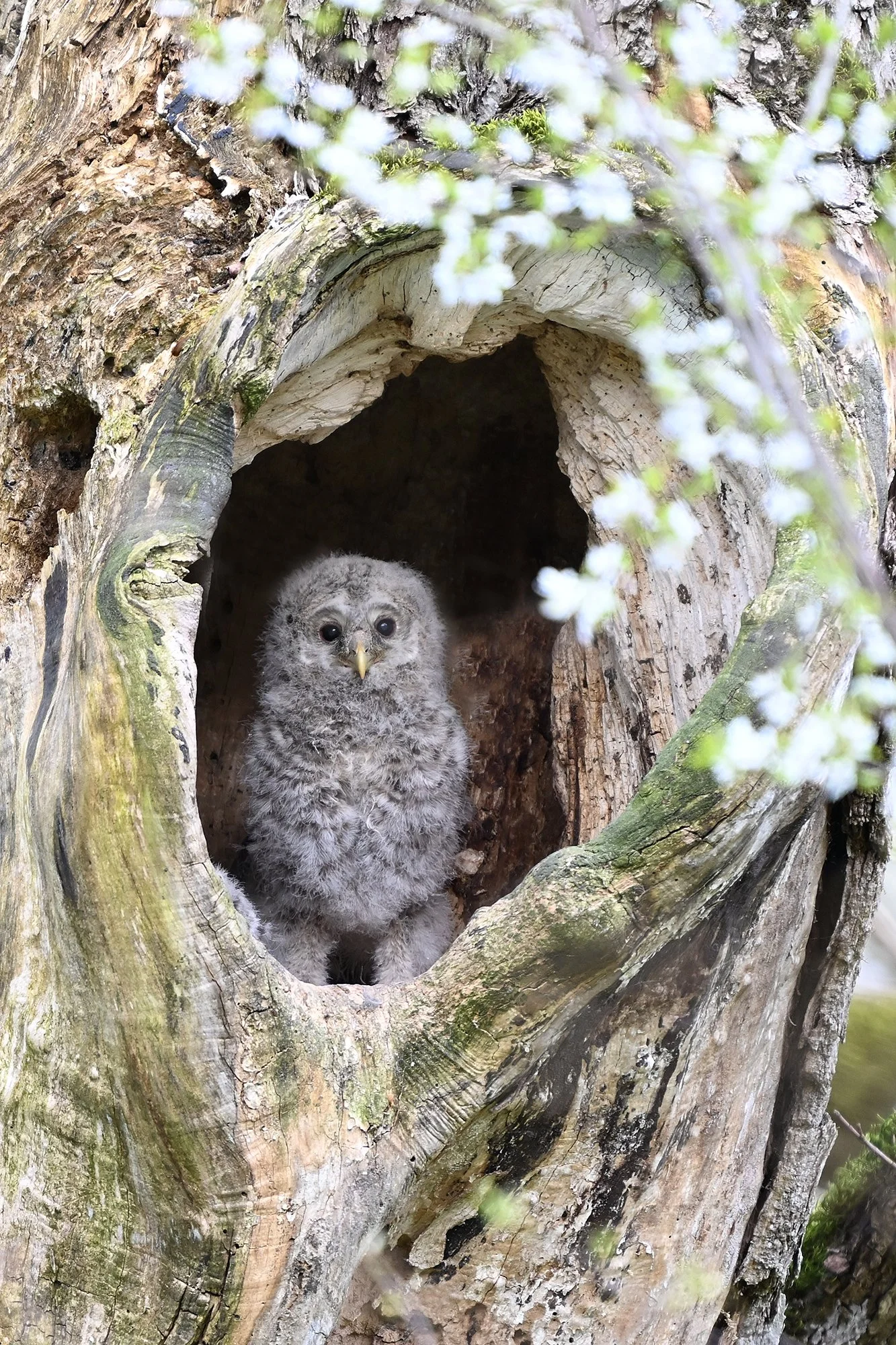 Avastab maailma.Händkakk. (Strix uralensis) Harjumaa 2025