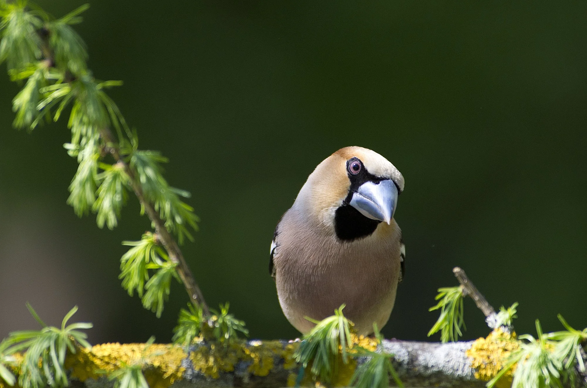"Mõtleja" Suurnokk. Coccothraustes coccothraustes. Pirita, Eesti. 2016