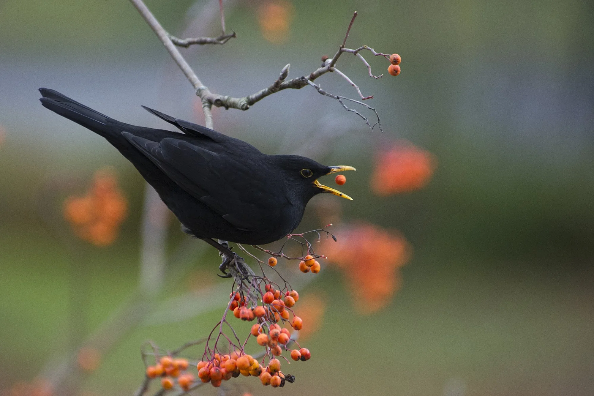 "Zonglöör". Turdus merula. Musträstas pihlakamarjaga, Pirita, Eesti 2019.