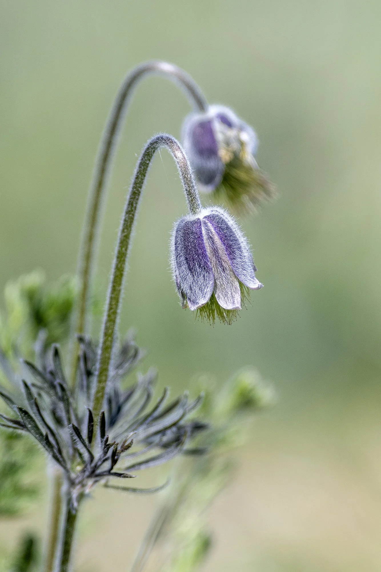 Aas-karukell. (Pulsatilla patens). Paljassaare. 2024