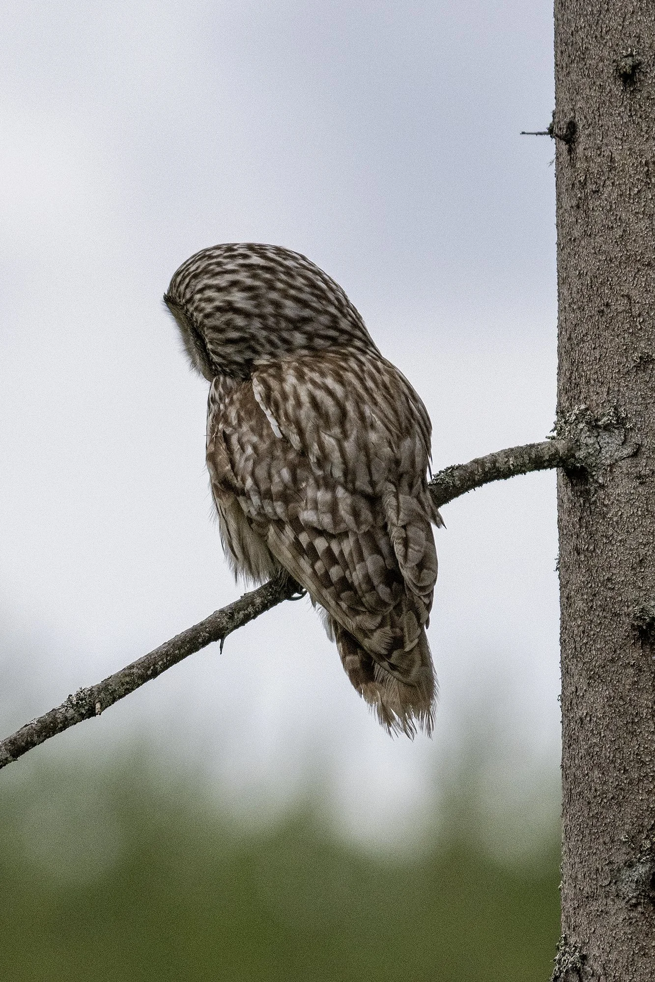 Händkakk küljevaates (Strix uralensis) Alutaguse 2024