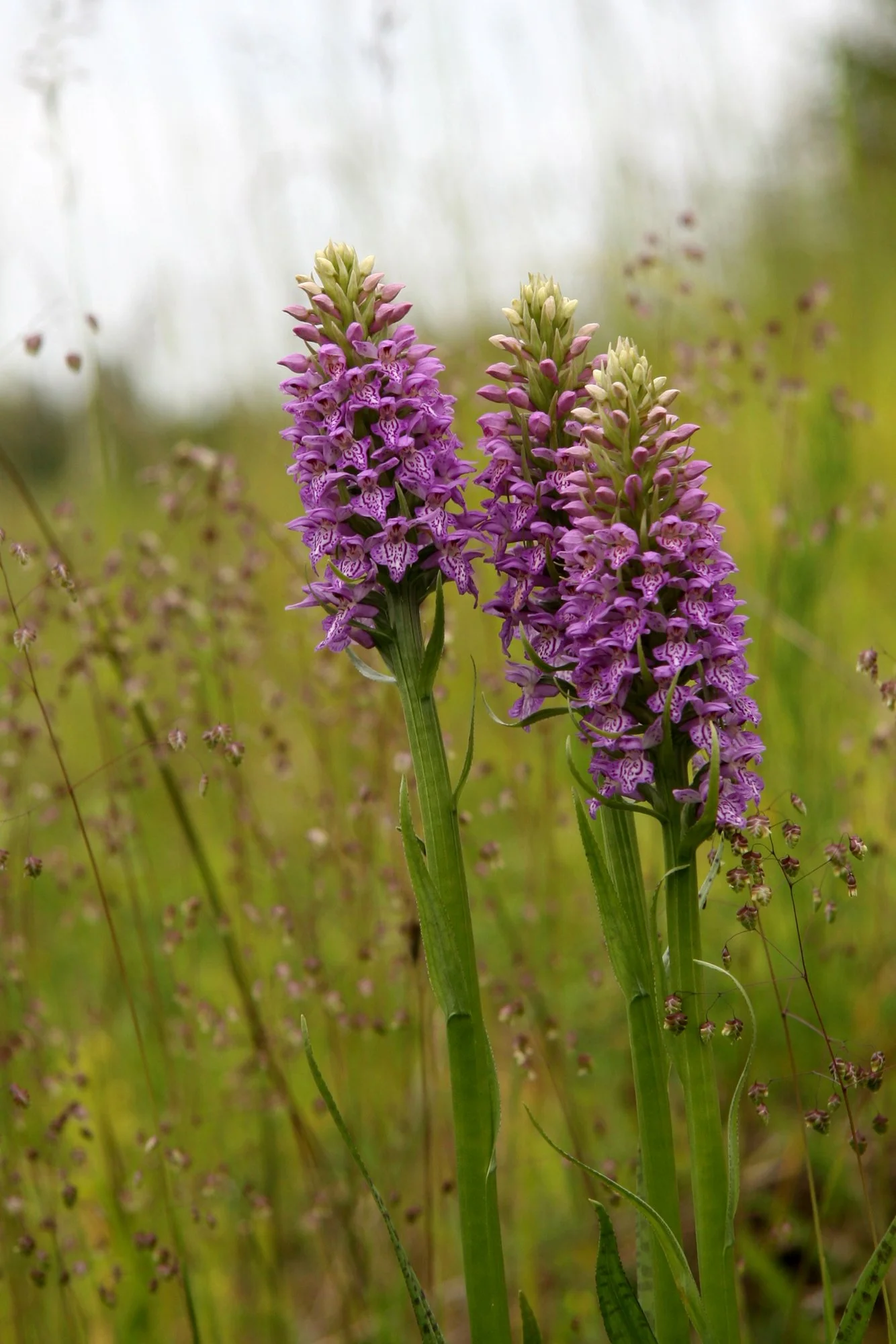 "Kolm kaunitari" Hallkäpad. Orchis militaris. Jõgeveste, Eesti. 2010