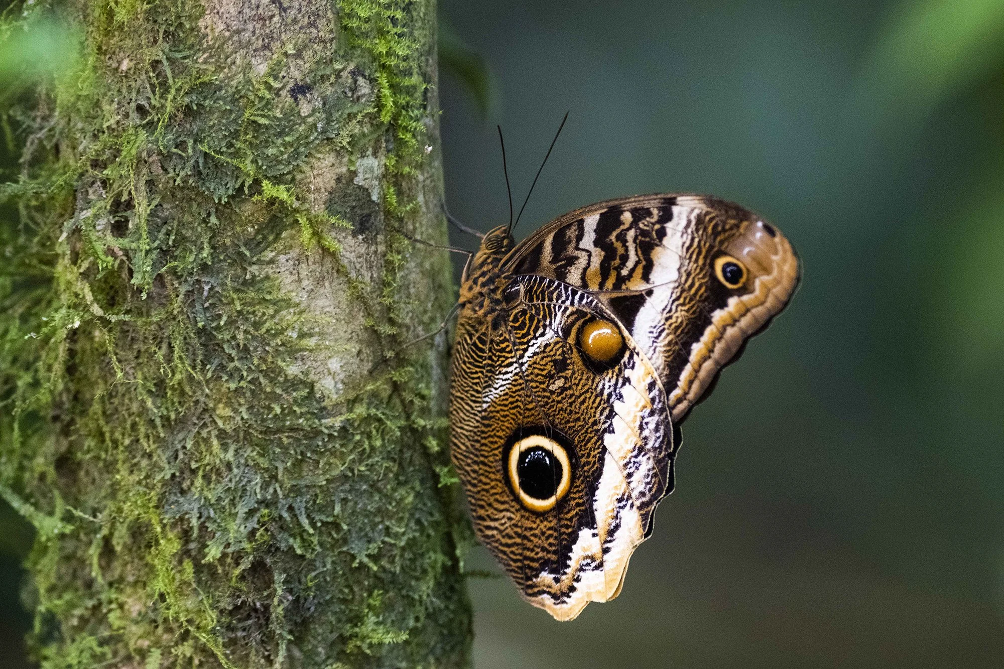 "Morfoliblikas"  Morpho helenor narcissus. Costa Rica 2021