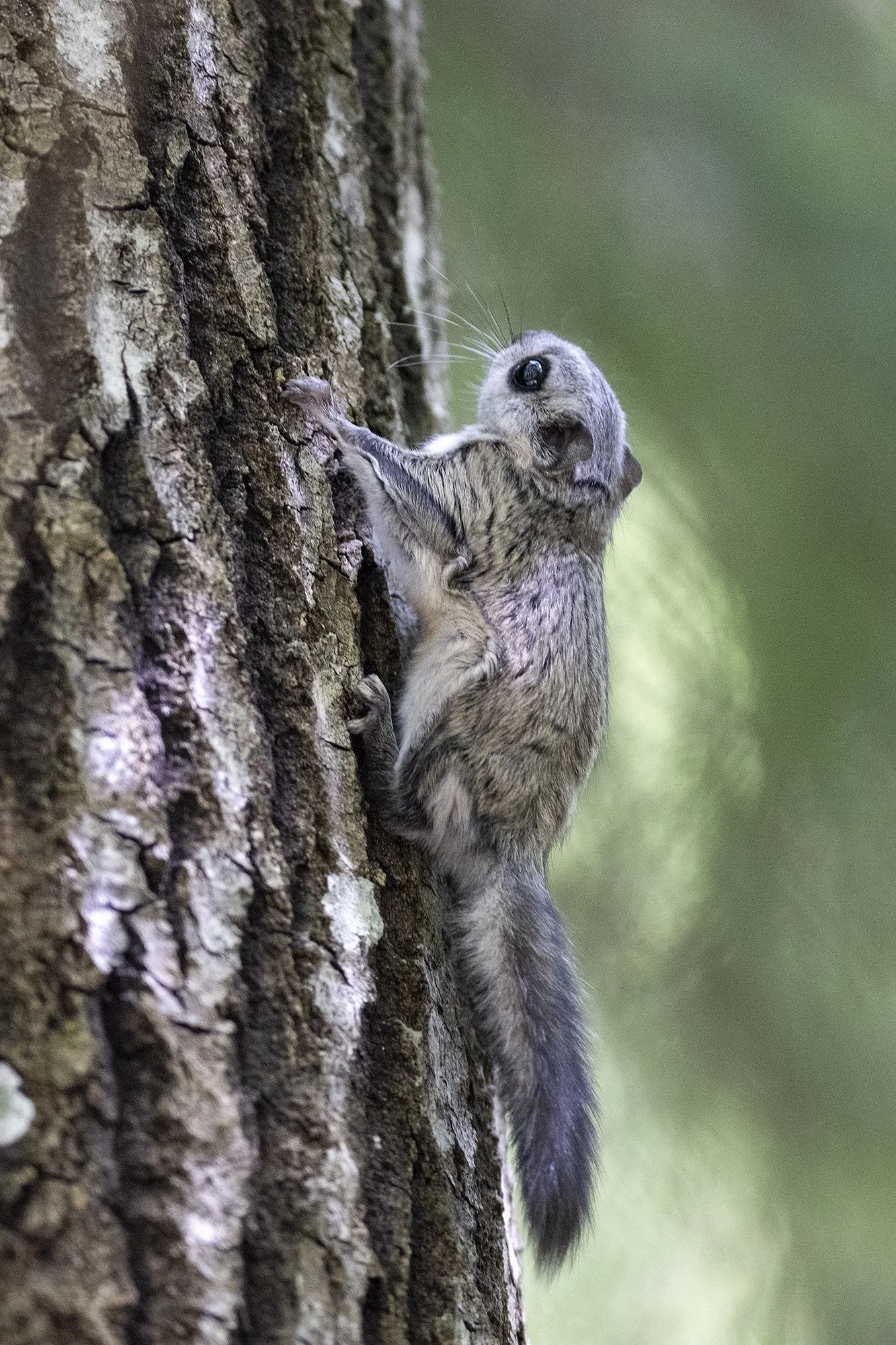 "Siht latva" Lendorav (Pteromys volans) Alutaguse 2023