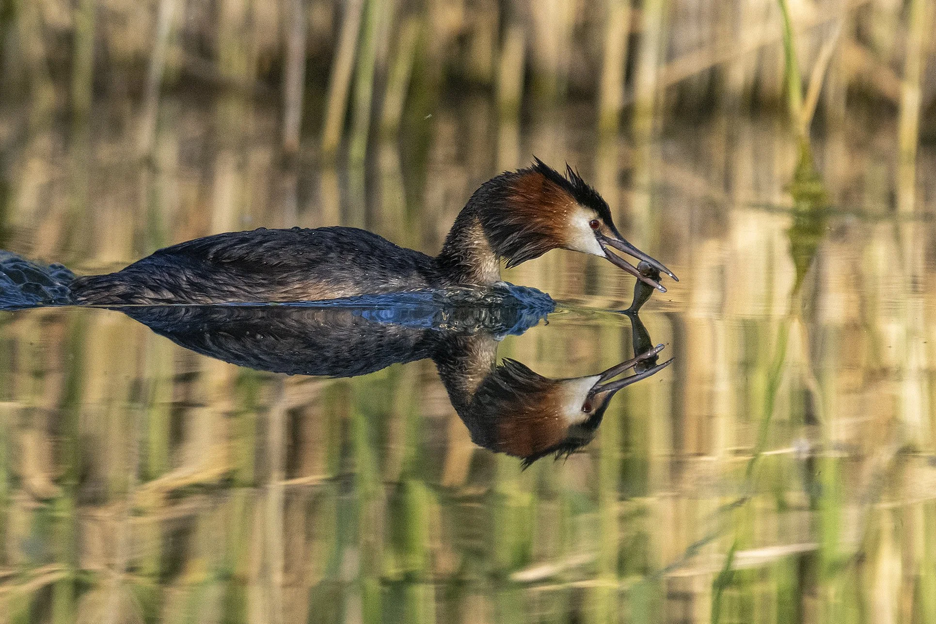 "Kalamees" Tuttpütt. Podiceps cristatus. Harjumaa 2023