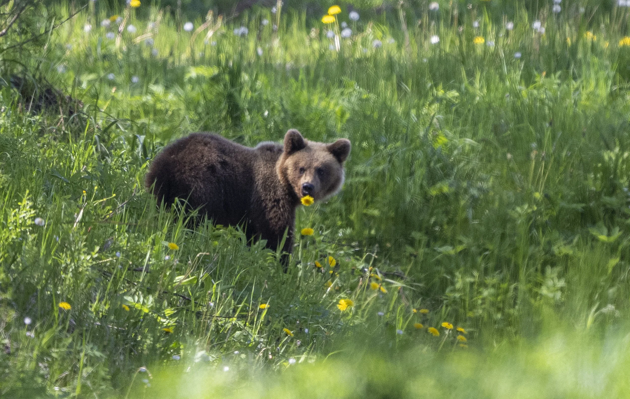 "Piibumees" Pruunkaru. (Ursus arctos) Alutaguse 2025