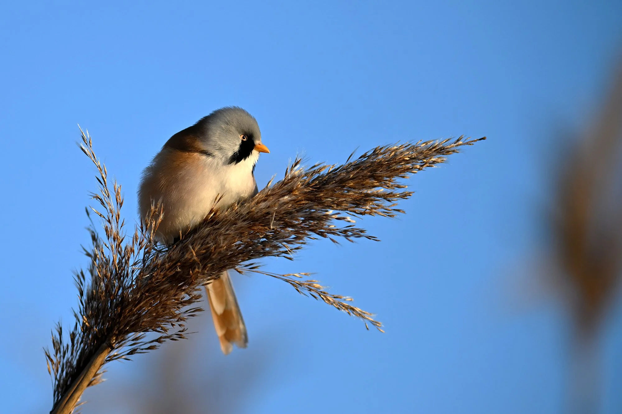 Roohabekas. Panurus biarmicus. Tallinn 2024