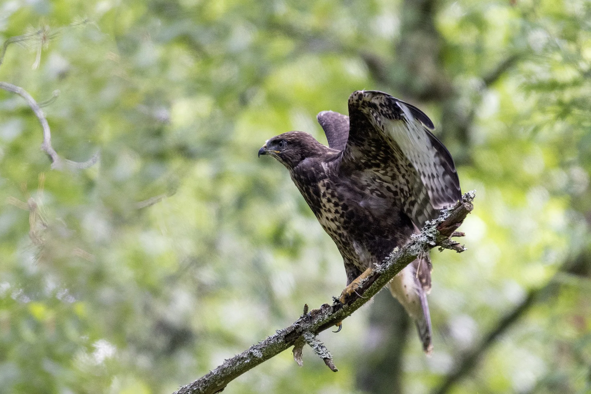 Noor hiireviu (Buteo buteo)  Alutaguse 2024