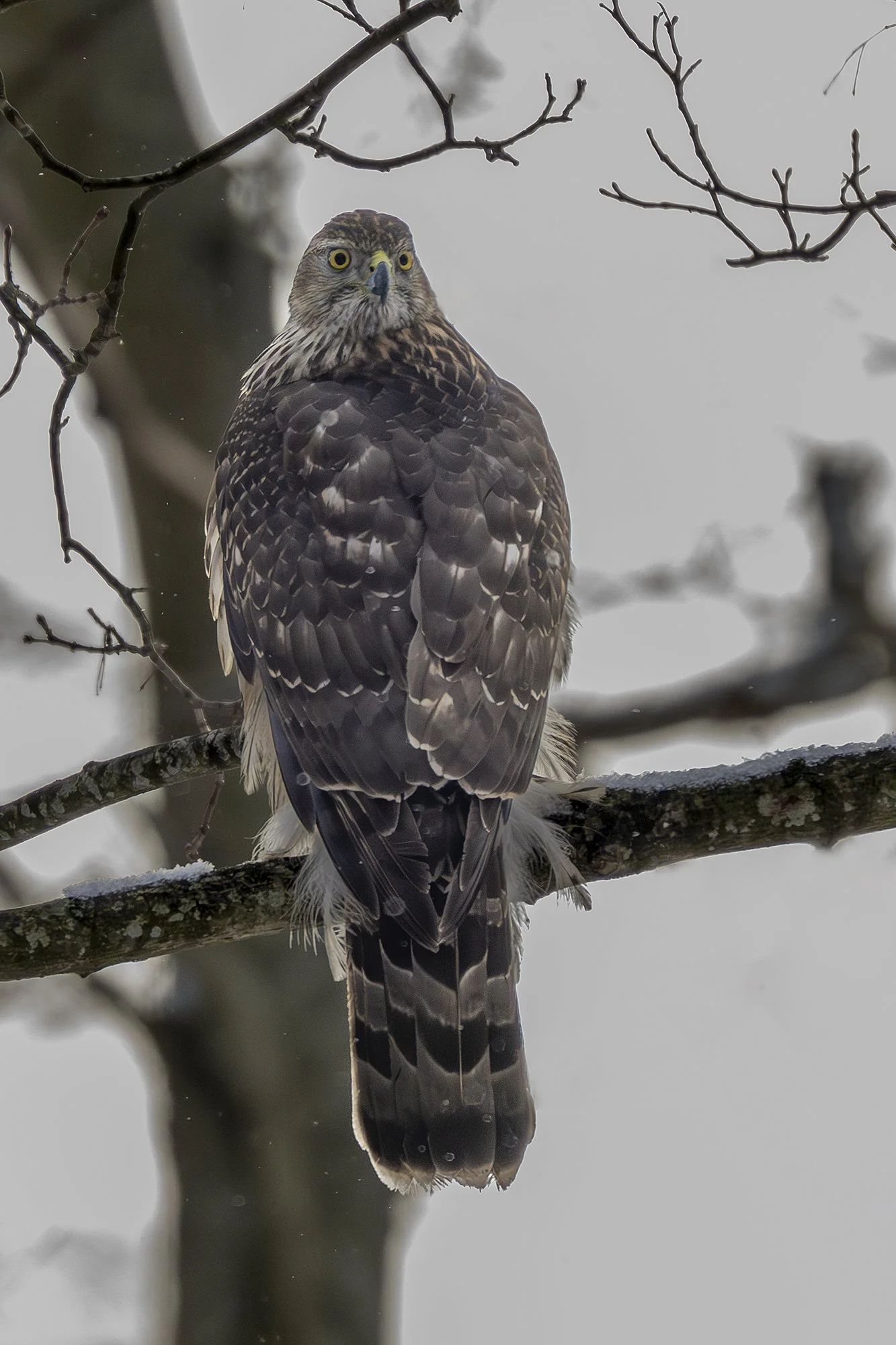 Kanakull (Accipiter gentilis) Tallinn 2026