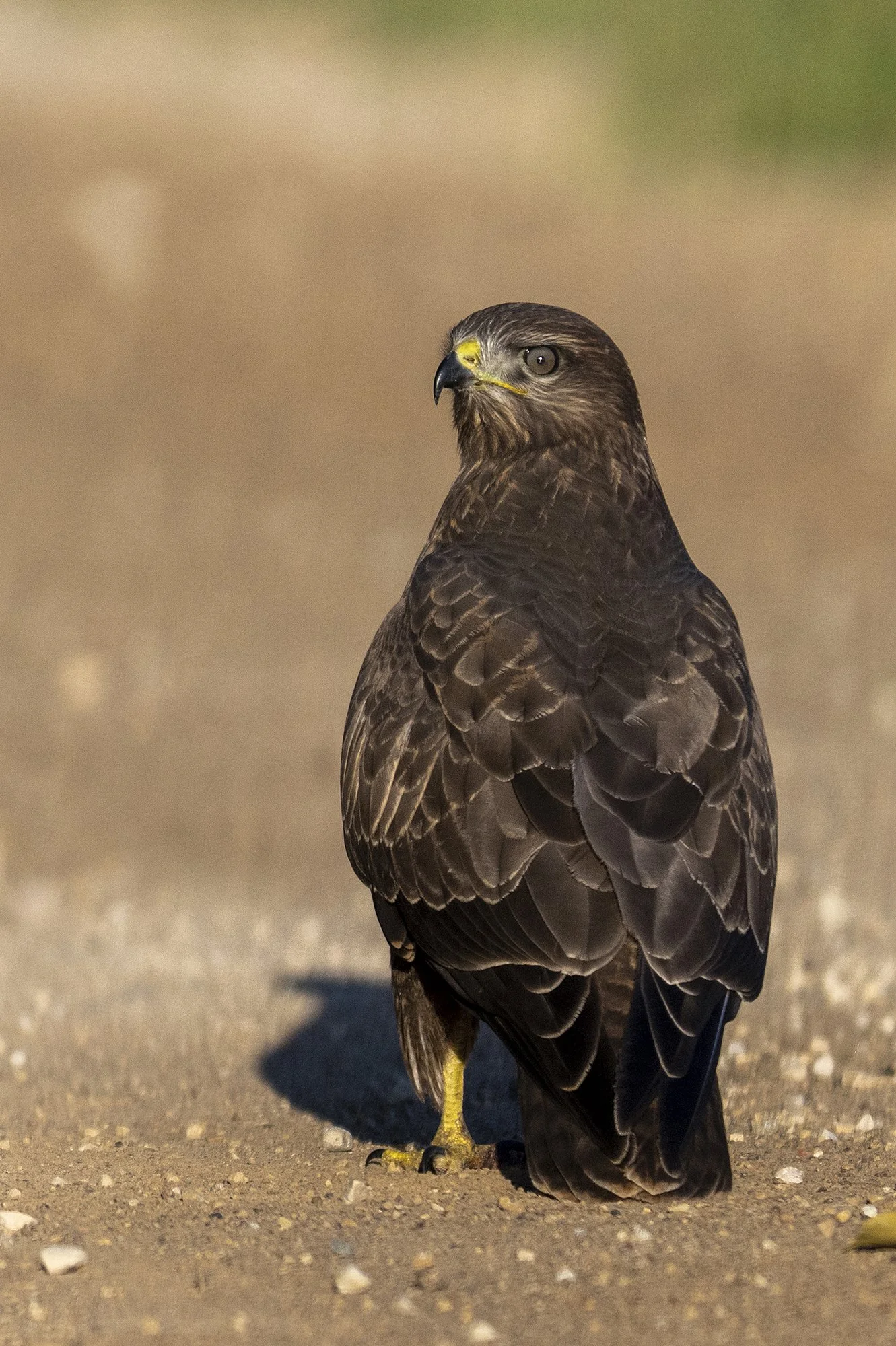 "Kulli pilk" Hiireviu. Buteo buteo. Valgamaa, Eesti. 2022