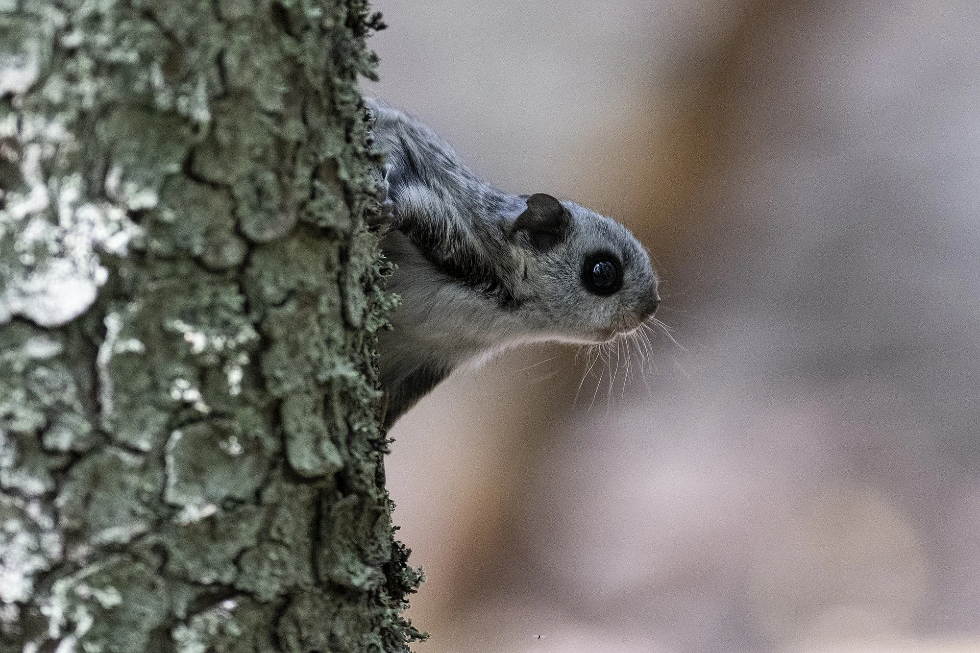 "Ehteks puul" Lendorav (Pteromys volans) Alutaguse 2023