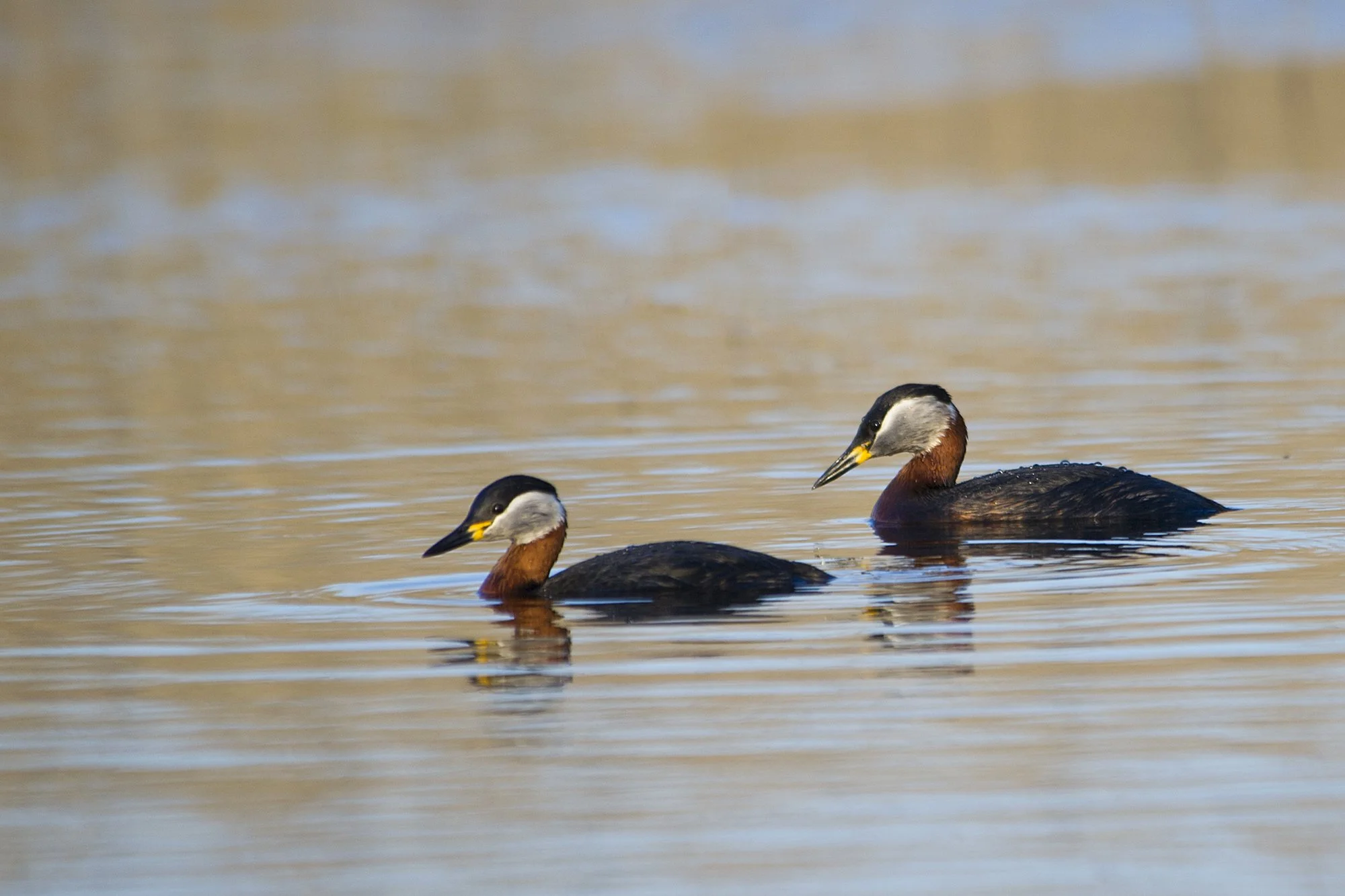 "Kahekesi". Hallpõsk-pütt. Podiceps grisegena. Valgamaa, Eesti. 2020