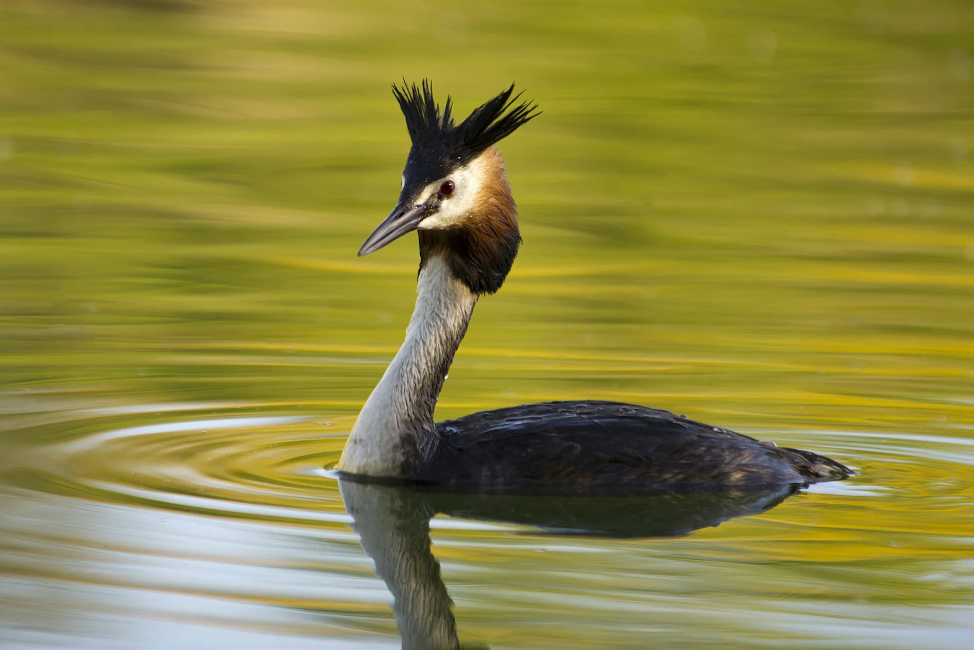 "Punkar" Tuttpütt. Podiceps cristatus. Läänemaa, Eesti. 2020