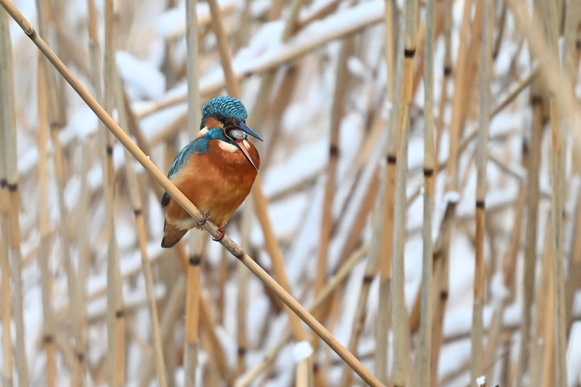 Jäälind räppetombuga. (Alcedo atthis) Harjumaa 2025