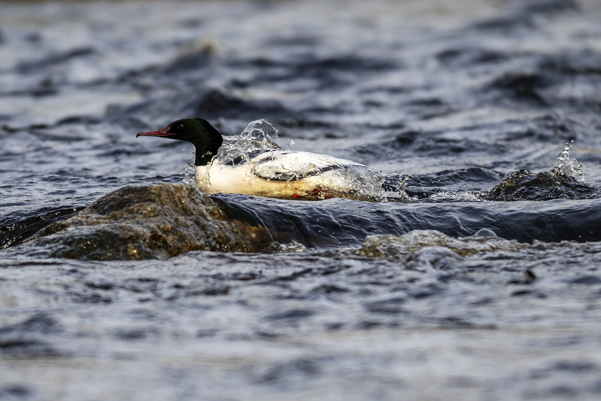 Jääkoskel (Mergus merganser). Pirita jõel. 2024
