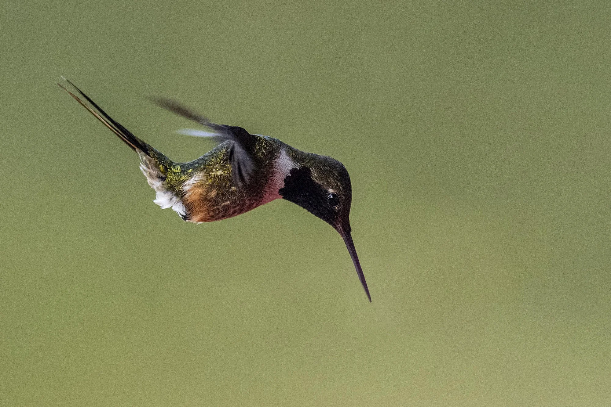 "Koolibri 1".  Trochilida - koolibri. Lampornis calolaemus.  Costa Rica. 2021