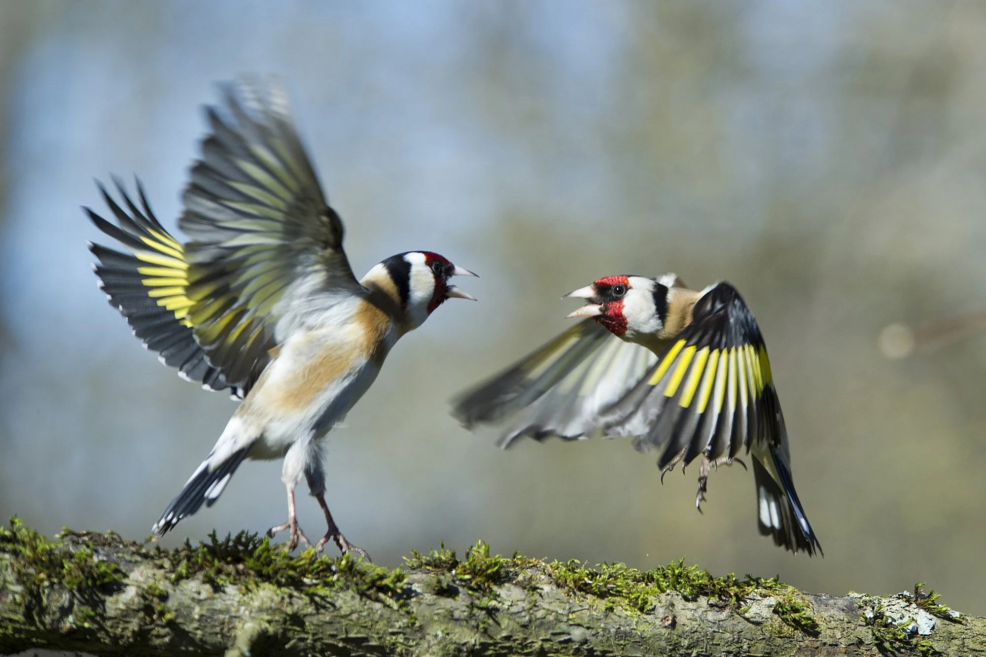"Peretüli". Ohakalinnud. Carduelis carduelis. Kadriorg, Eesti, 2020.