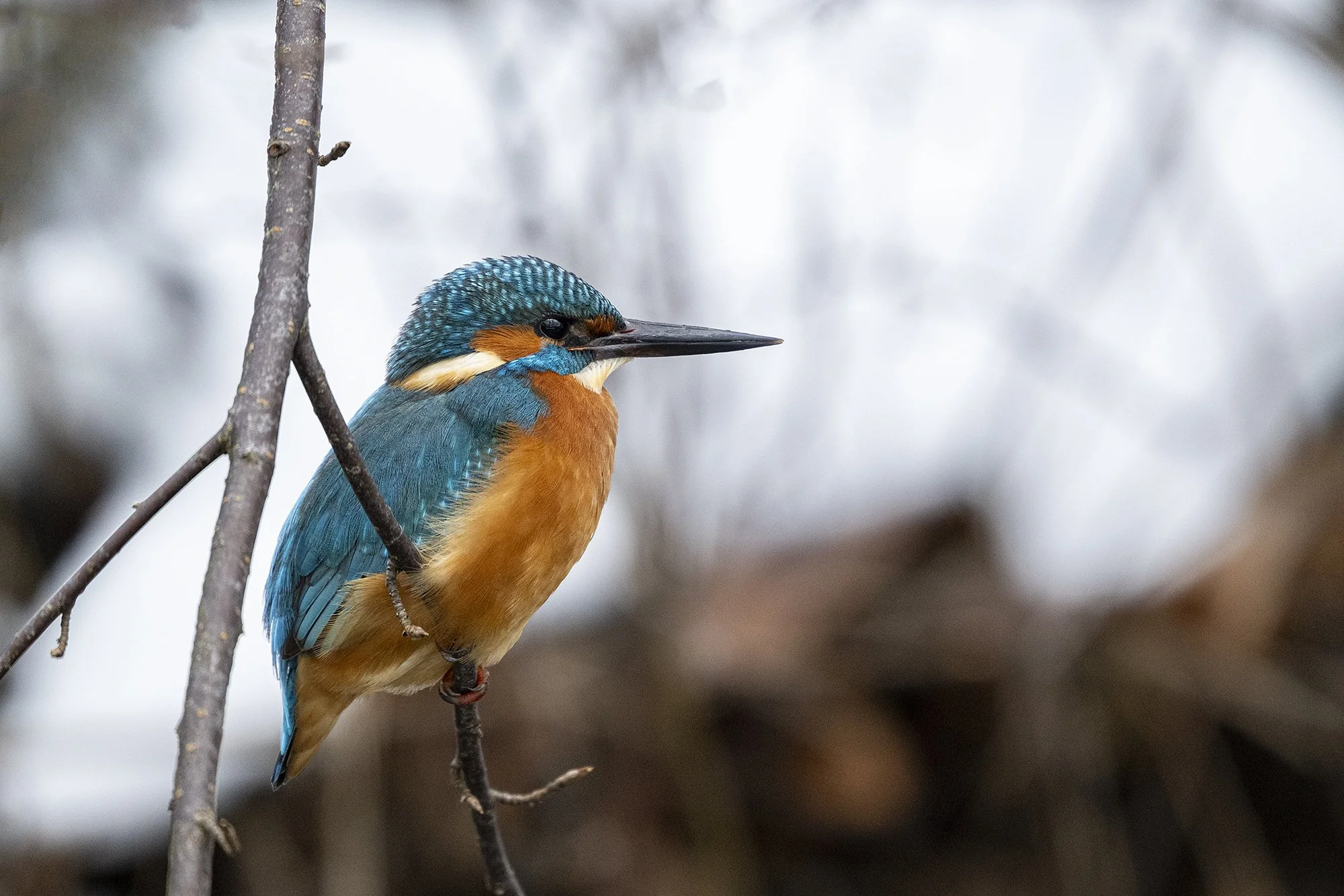 "Jäälind oksal" (Alcedo atthis.) Harjumaa. 2025