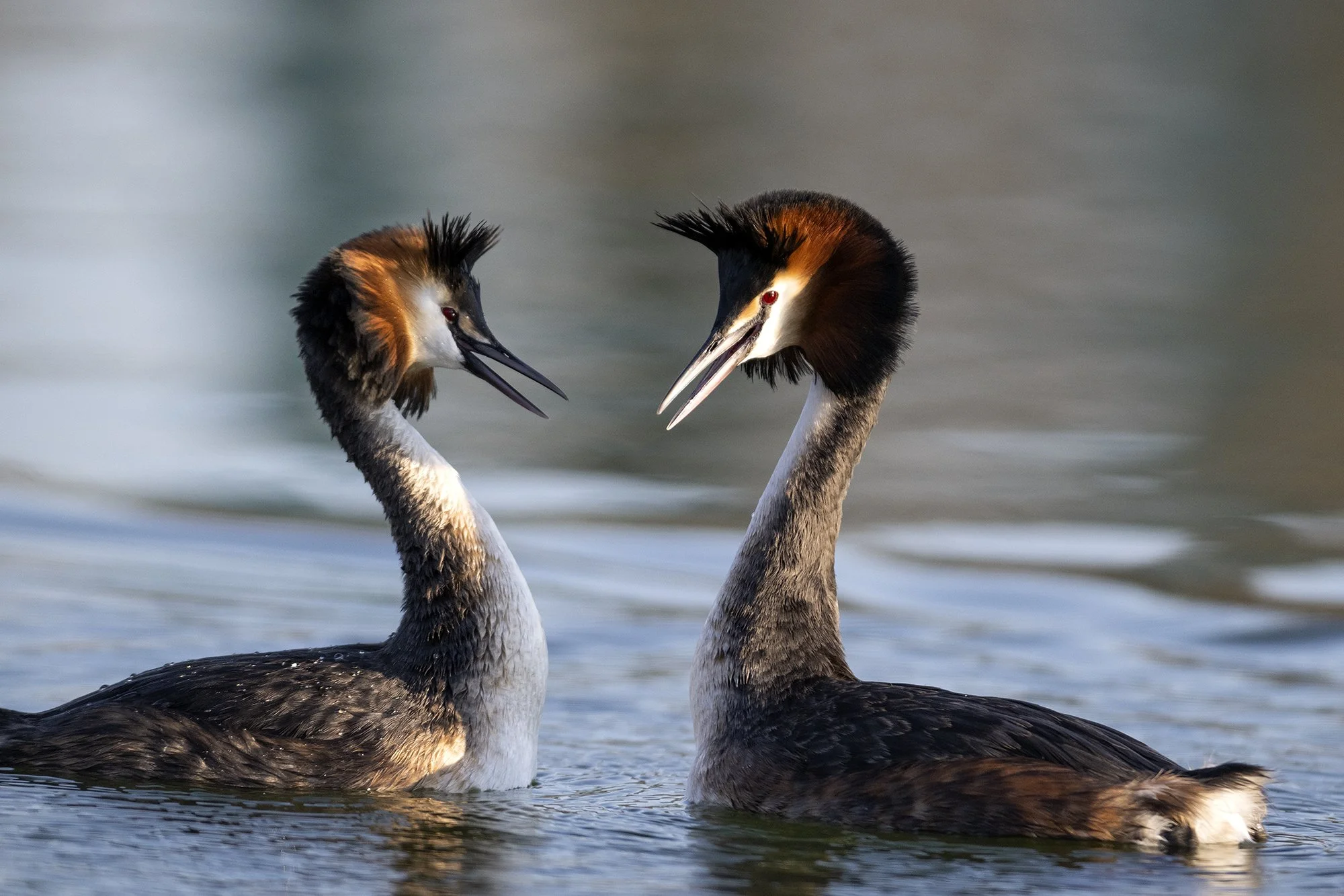 Tuttpüti pulmad. Podiceps cristatus. Läänemaa, Eesti. 2023
