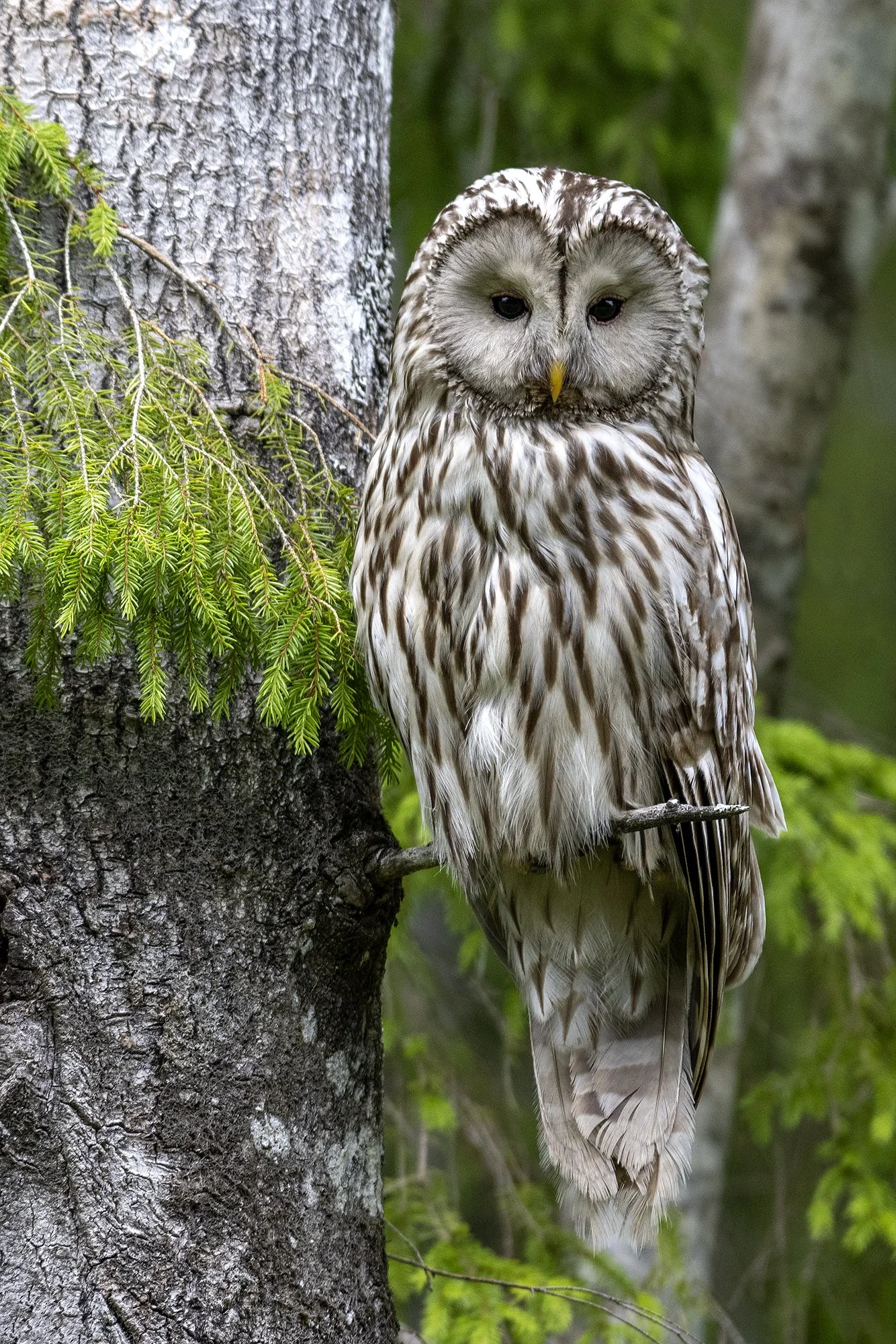 Silmast silma händkakuga. (Strix uralensis) Alutaguse 2024