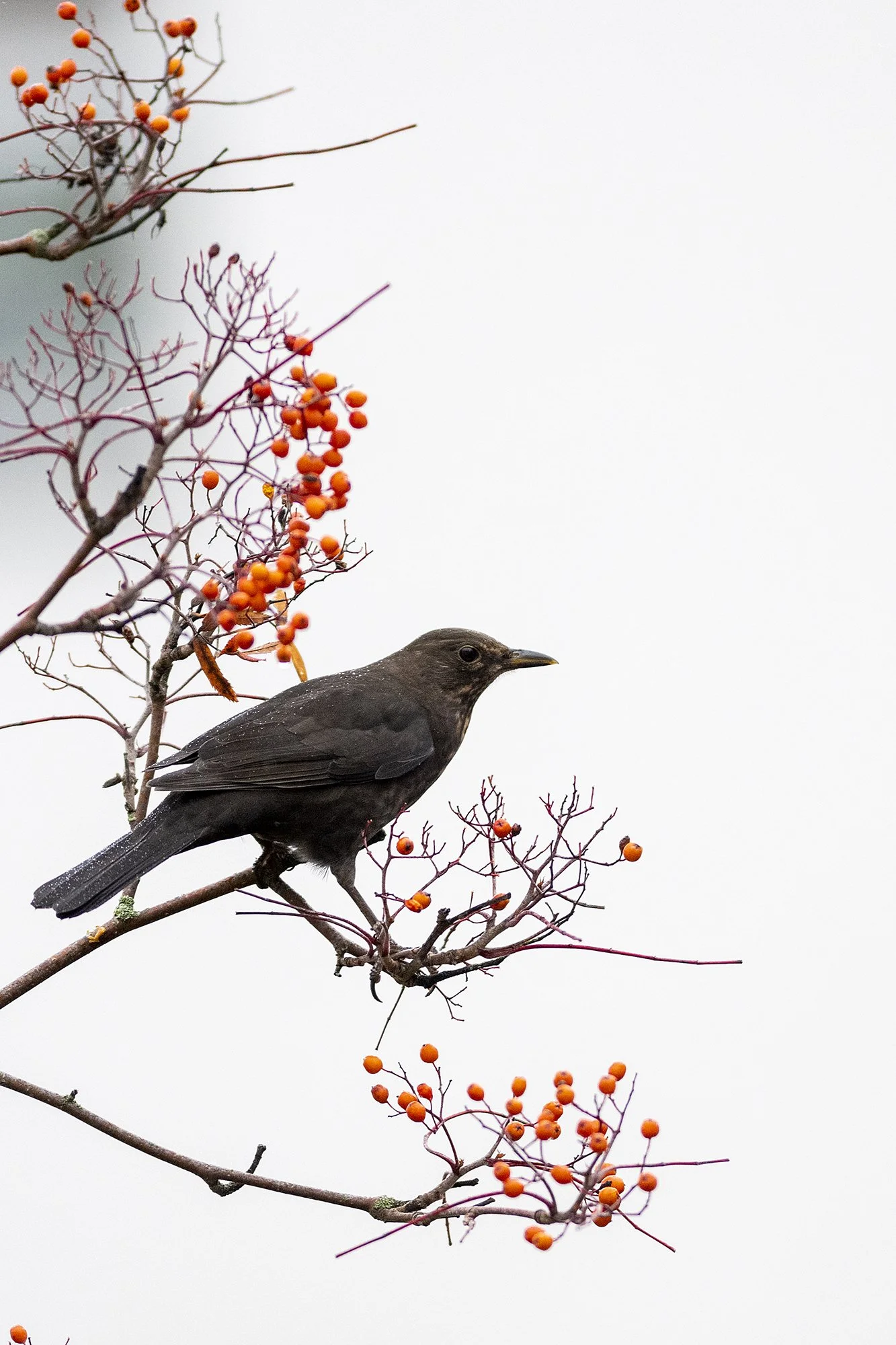 " Sügisene toidulaud" Musträstas. Turdus merula. Pirita,Eesti. 2022