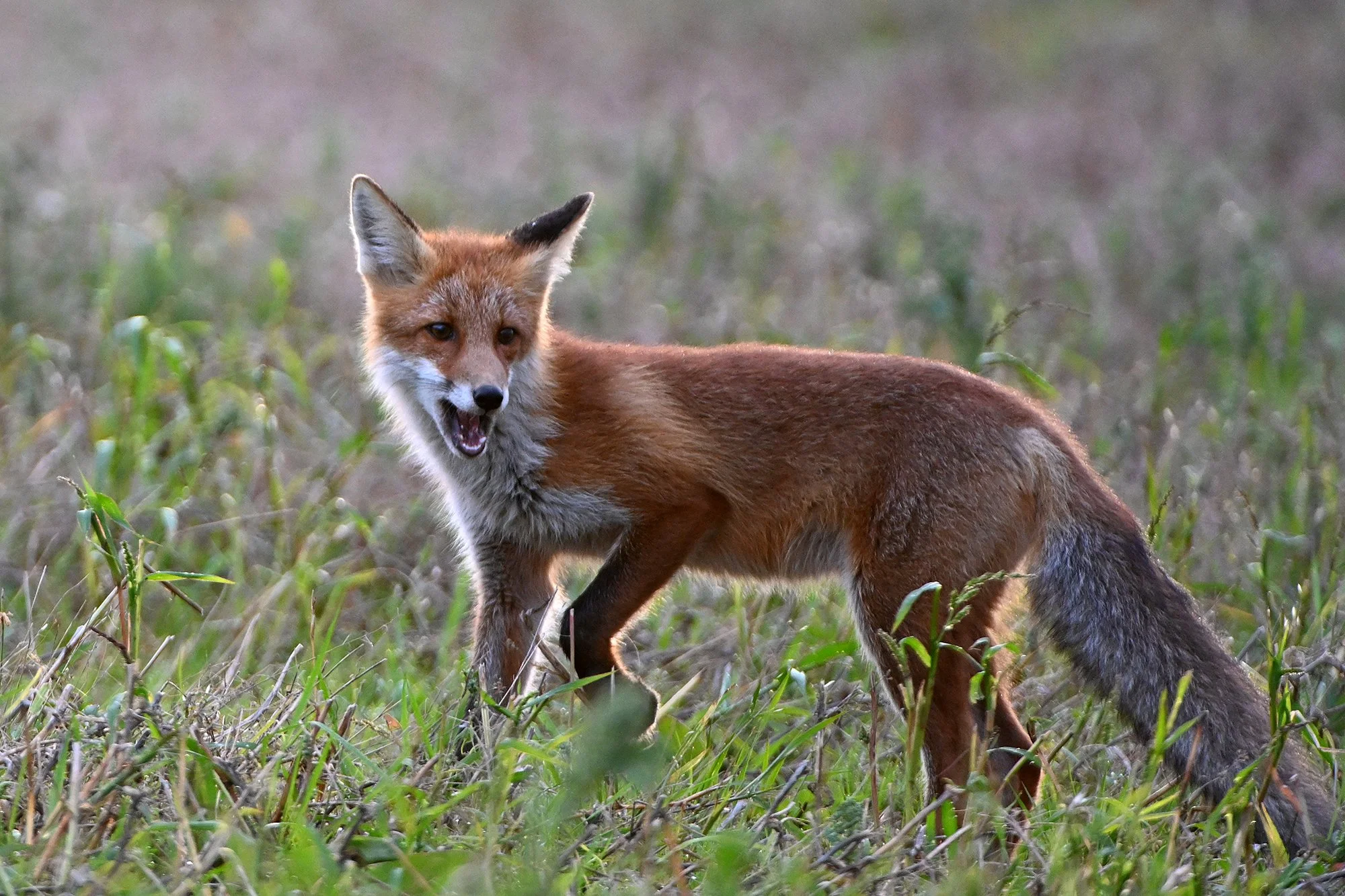 "Kavalpea" Rebane. Vulpes vulpes. Viljandimaa, Eesti 2021