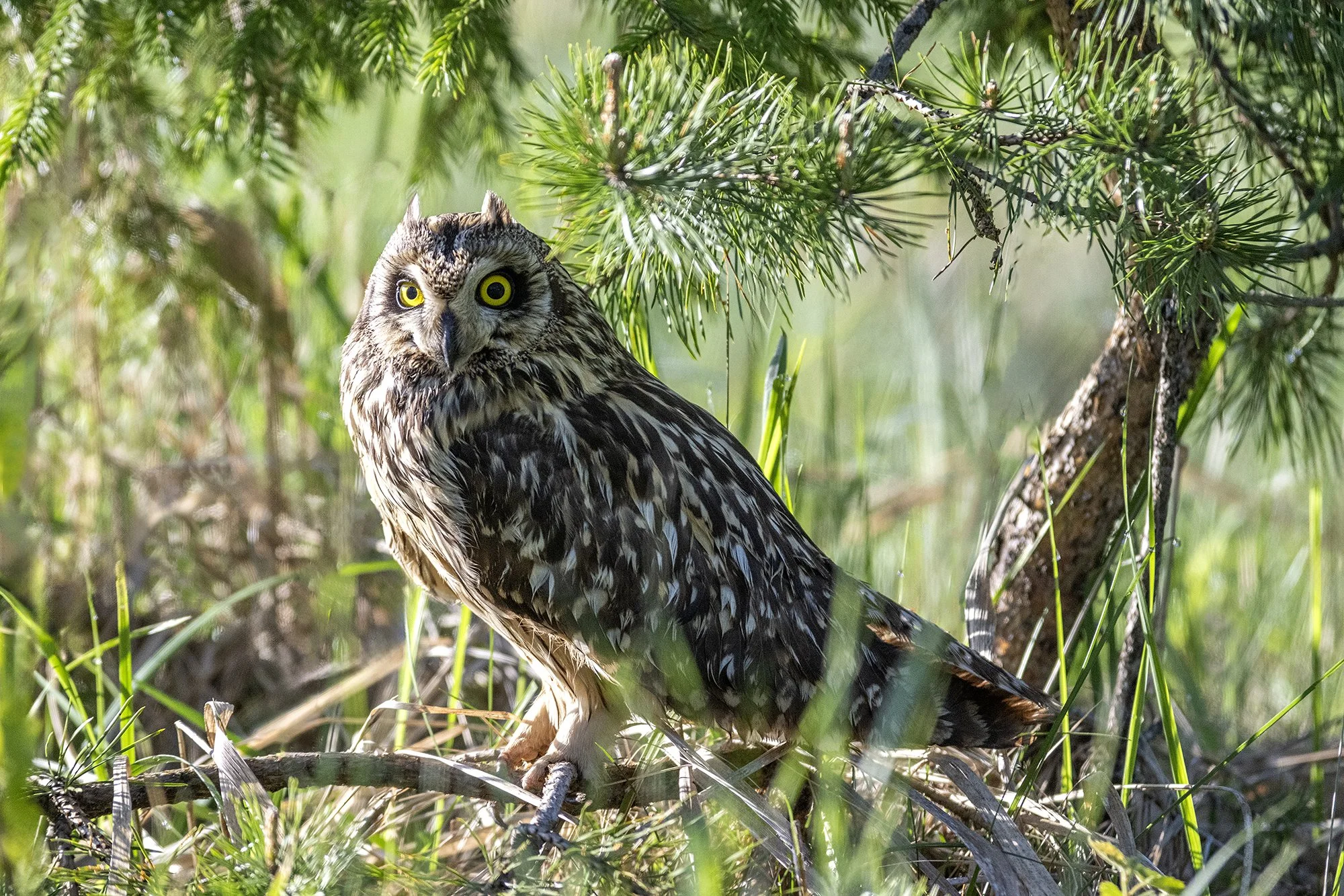 Sooräts. (Asio flammeus) Alutaguse 2024