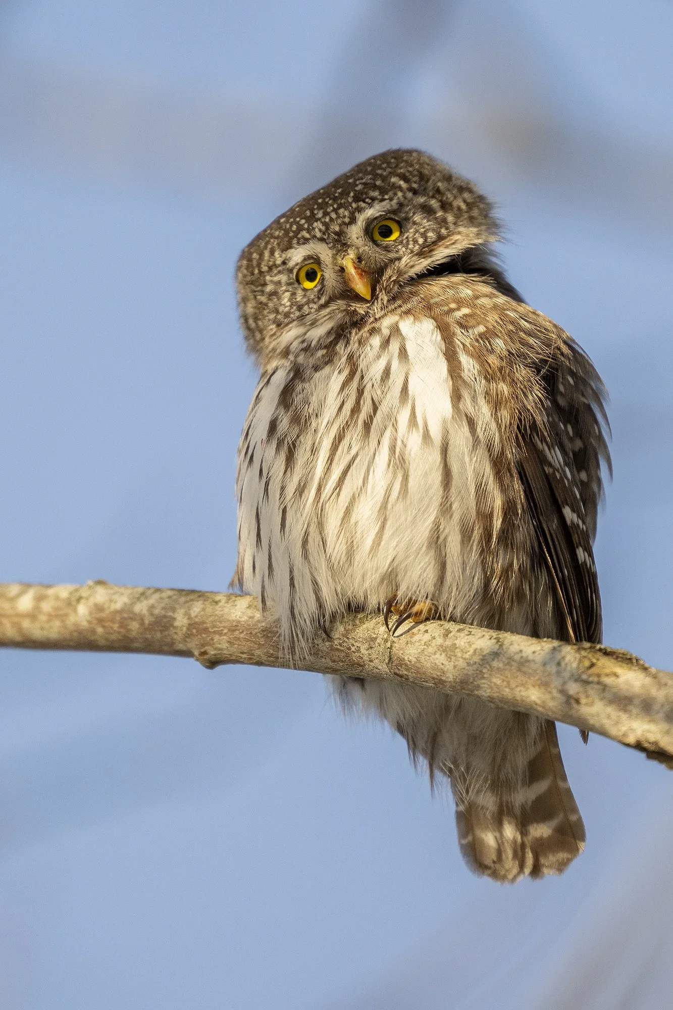 Mõtisklev värbkakk. (Glaucidium passerinum) Järvamaa, 2026