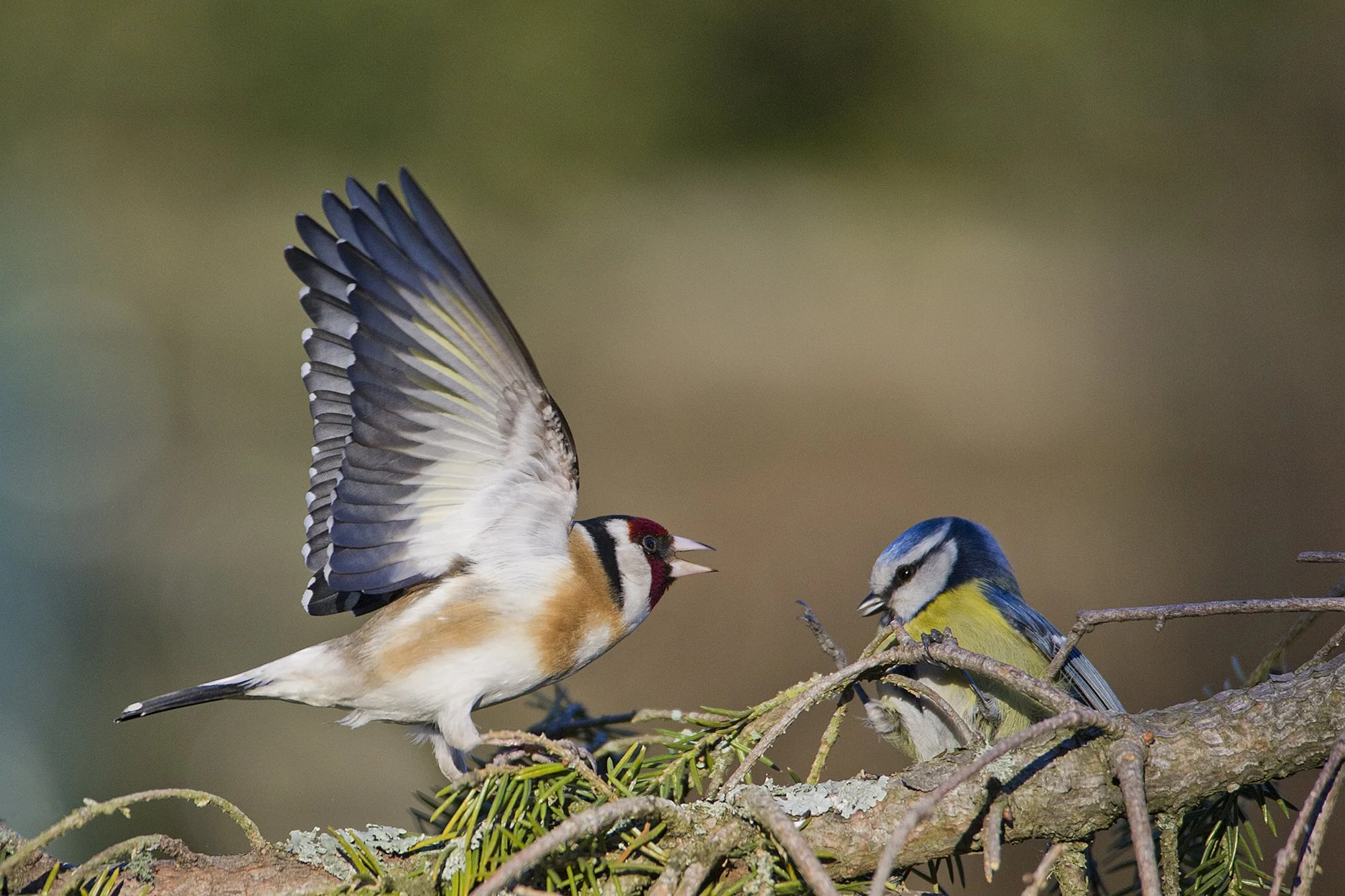 "Peapesu" Ohakalind Carduelis carduelis ja sinitihane Parus caeruleus. Harjumaa, Eesti. 2019