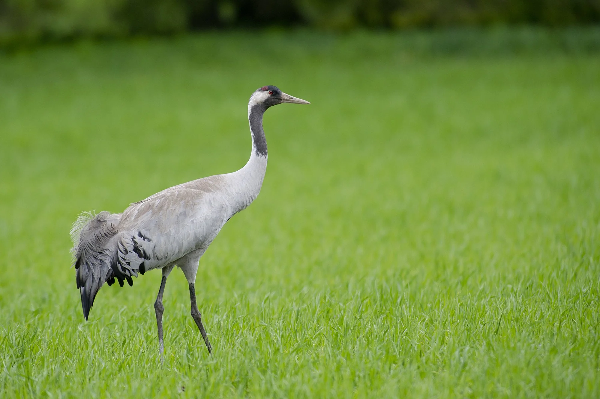 Sookurg. Grus grus. Alutaguse, Eesti. 2022